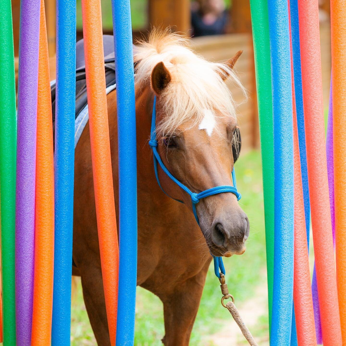 🌟 ONLY FOUR PARTICIPANT SPOTS REMAIN for our 2023 Benefit Obstacle Clinic on Sunday, June 18! Also, AUDITORS welcome (but please register!) This clinic is suitable for juniors or adults, and horses of all ages and training levels, in-hand and/or und