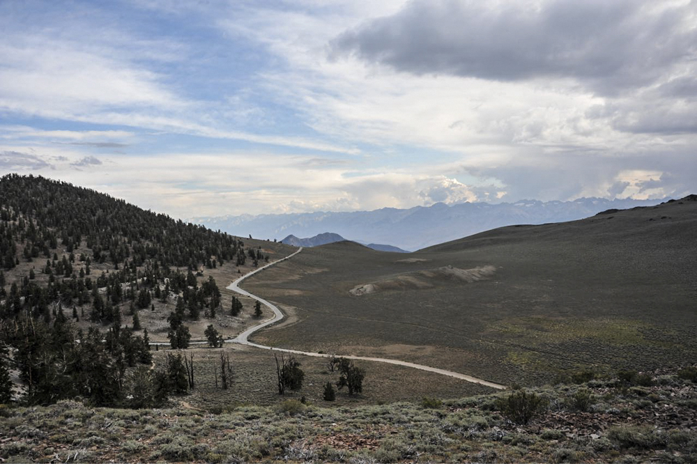 Ancient Bristlecone Pine Forest-1.jpg
