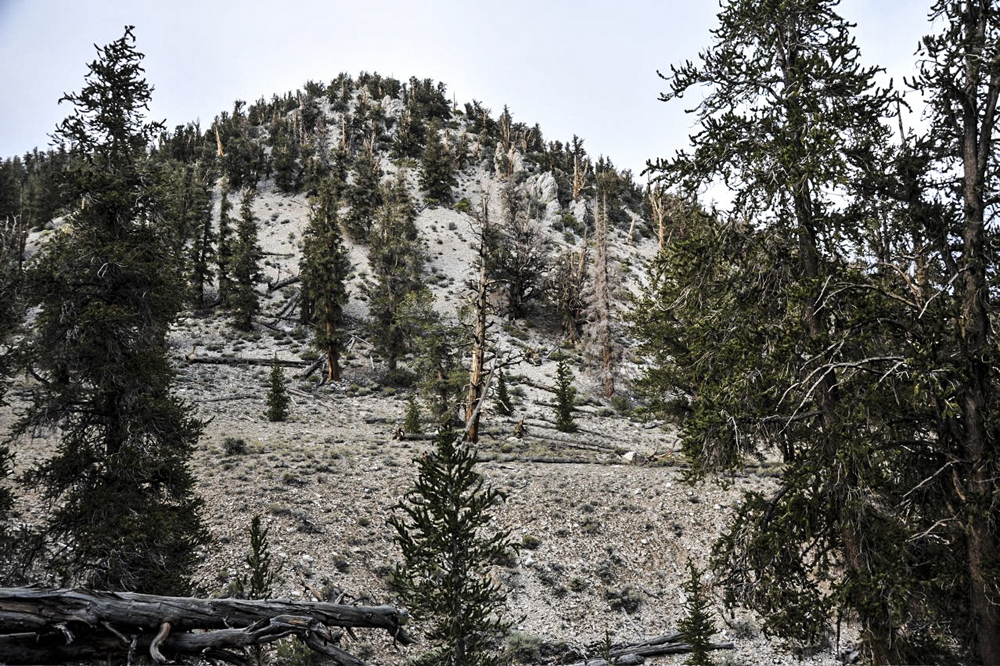 Ancient Bristlecone Pine Forest-3.jpg