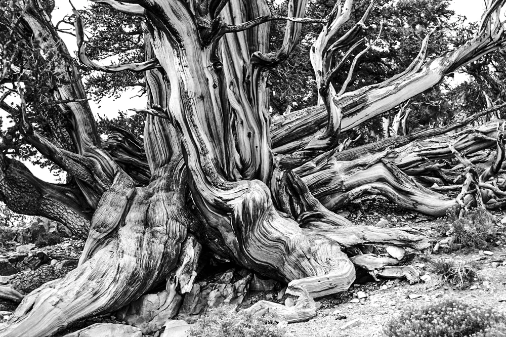 Ancient Bristlecone Pine Forest-4.jpg