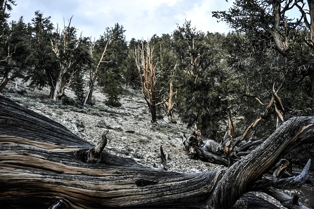 Ancient Bristlecone Pine Forest-6.jpg