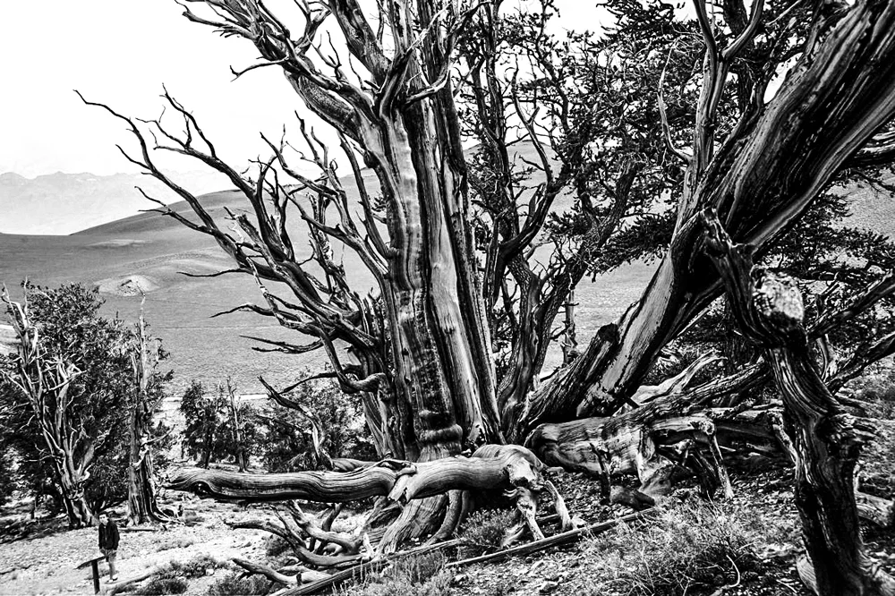 Ancient Bristlecone Pine Forest-7.jpg
