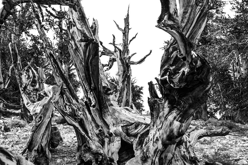 Ancient Bristlecone Pine Forest-9.jpg