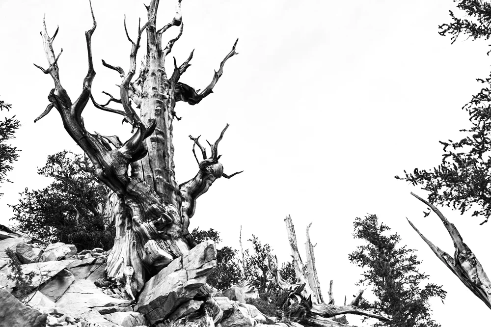 Ancient Bristlecone Pine Forest-10.jpg