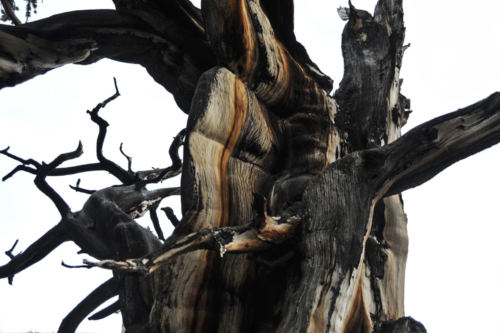 Ancient Bristlecone Pine Forest-11.jpg