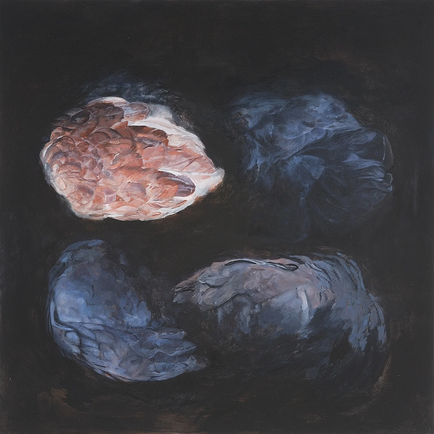 Four pigeon wings, 2007