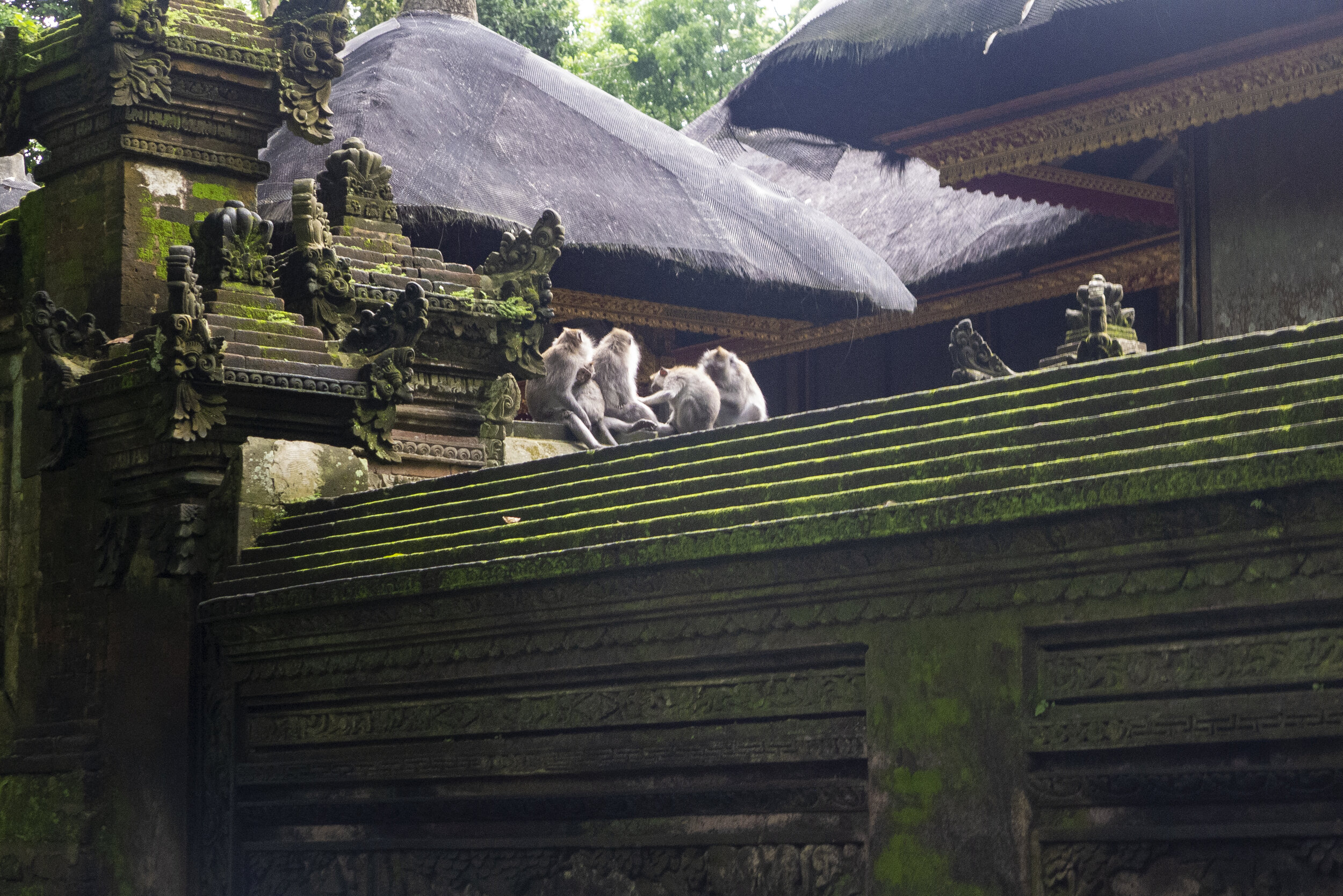 Apeskogen i Ubud på Bali