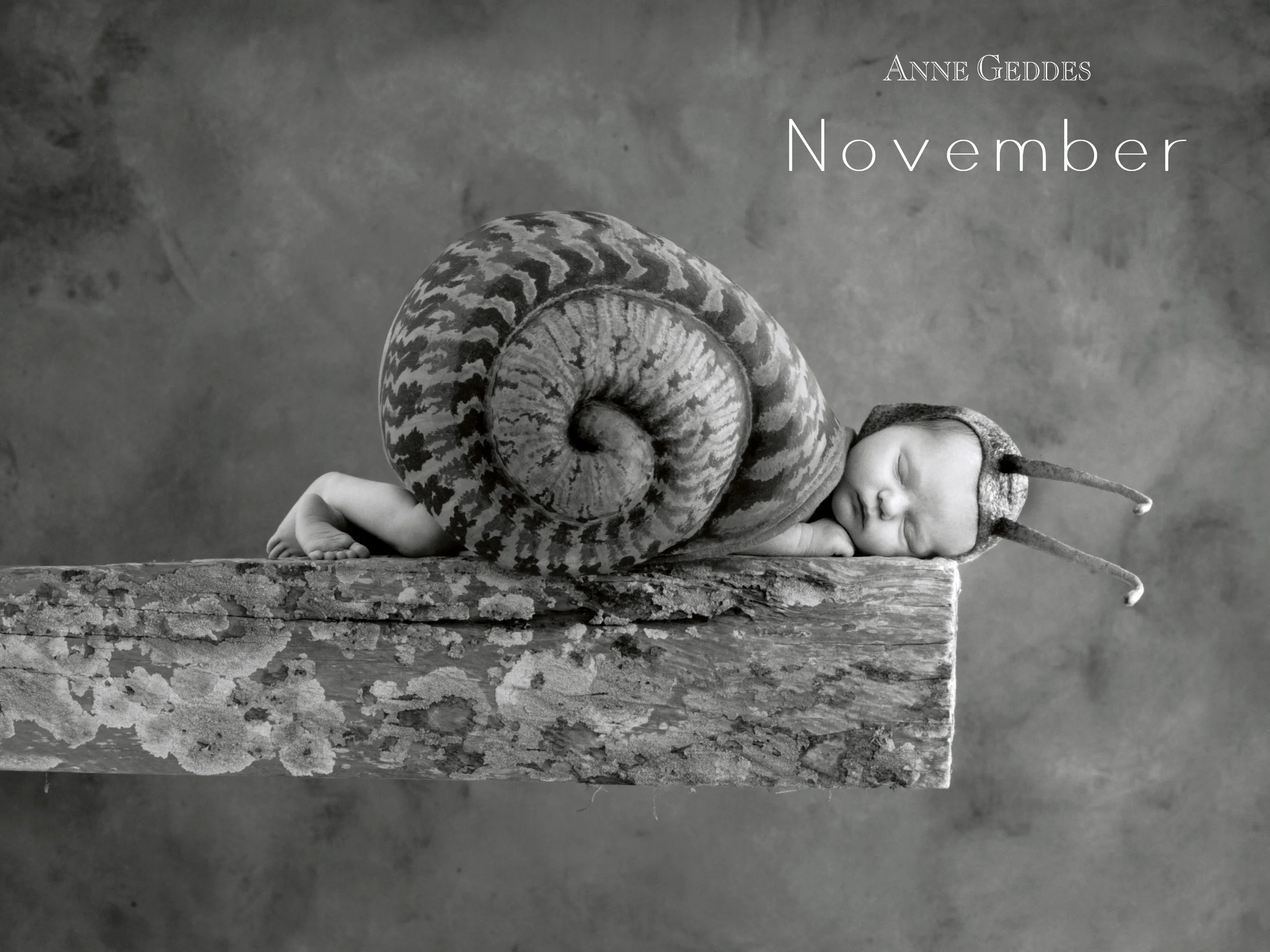 Nov800x600.jpg