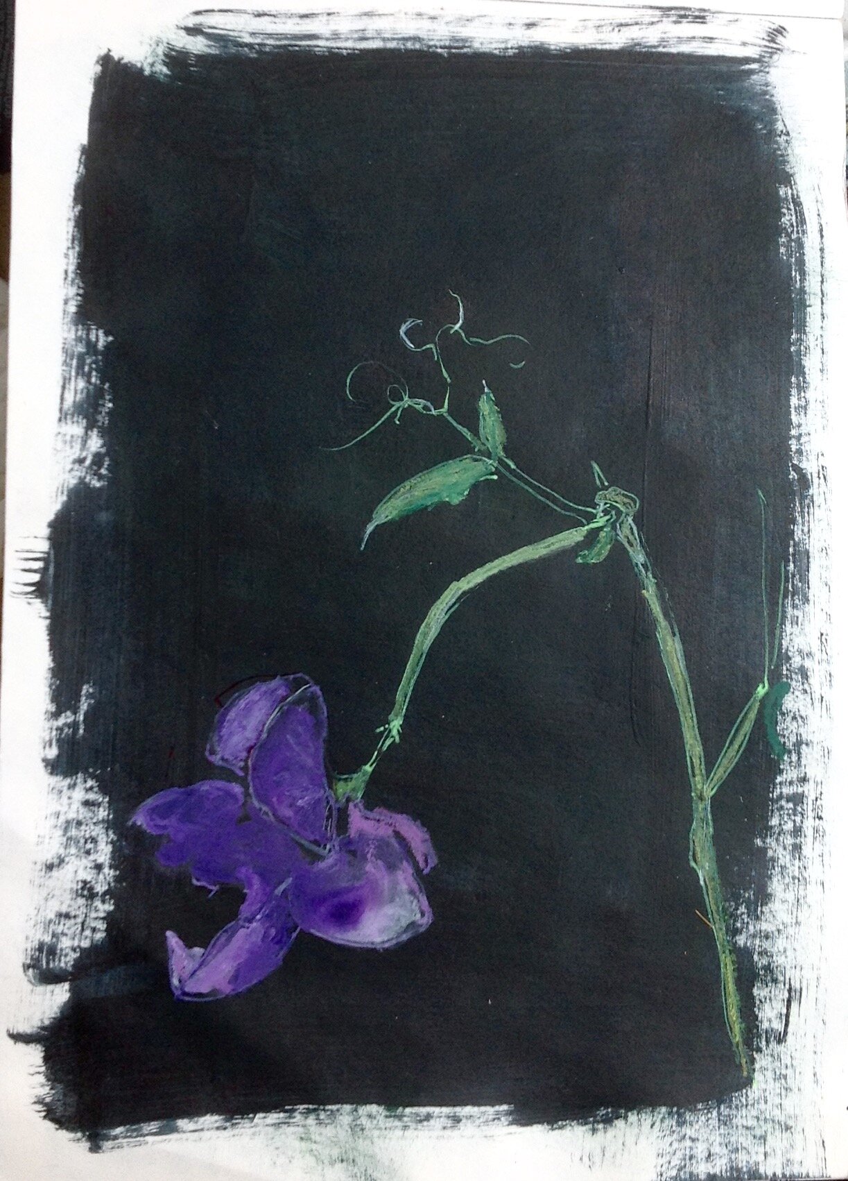 Sweet Pea