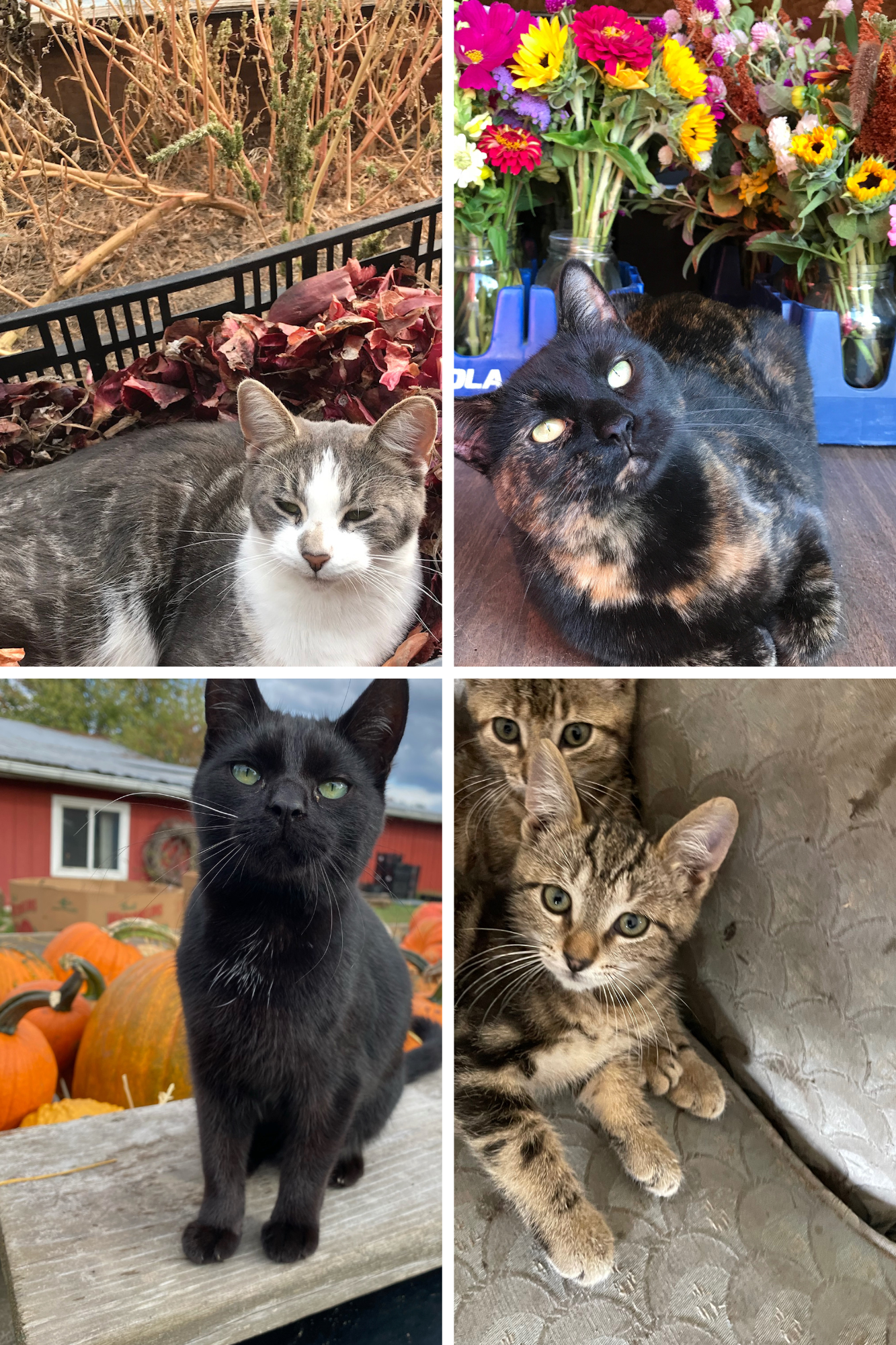 Many kinds of cas looking at the camera, curiously. A black one, a calico, striped ones and a grey ones with stripes.