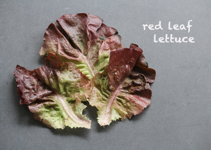 SFC_lettuce_redleaf_labeled.jpg