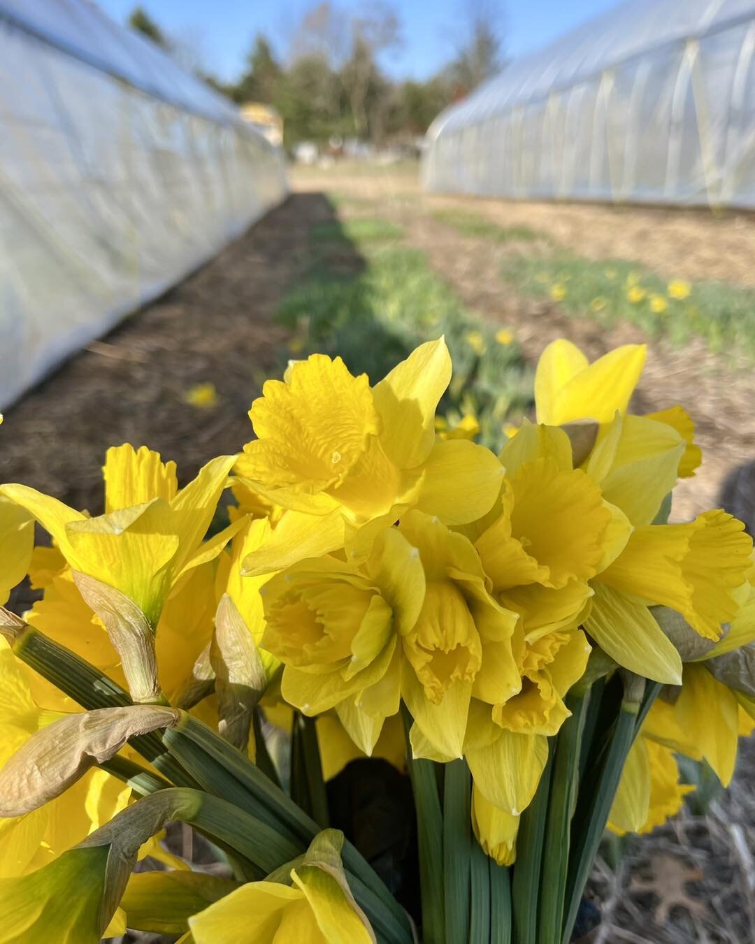 Look what came popping up a few days ago! We&rsquo;ll have a few daffodils, plus fresh kale, herbs and lettuce (plus all your favorite storage veggies) at Meridian Township Farmers' Market tomorrow inside the Meridian Mall! 
See you there!
 #winterfa