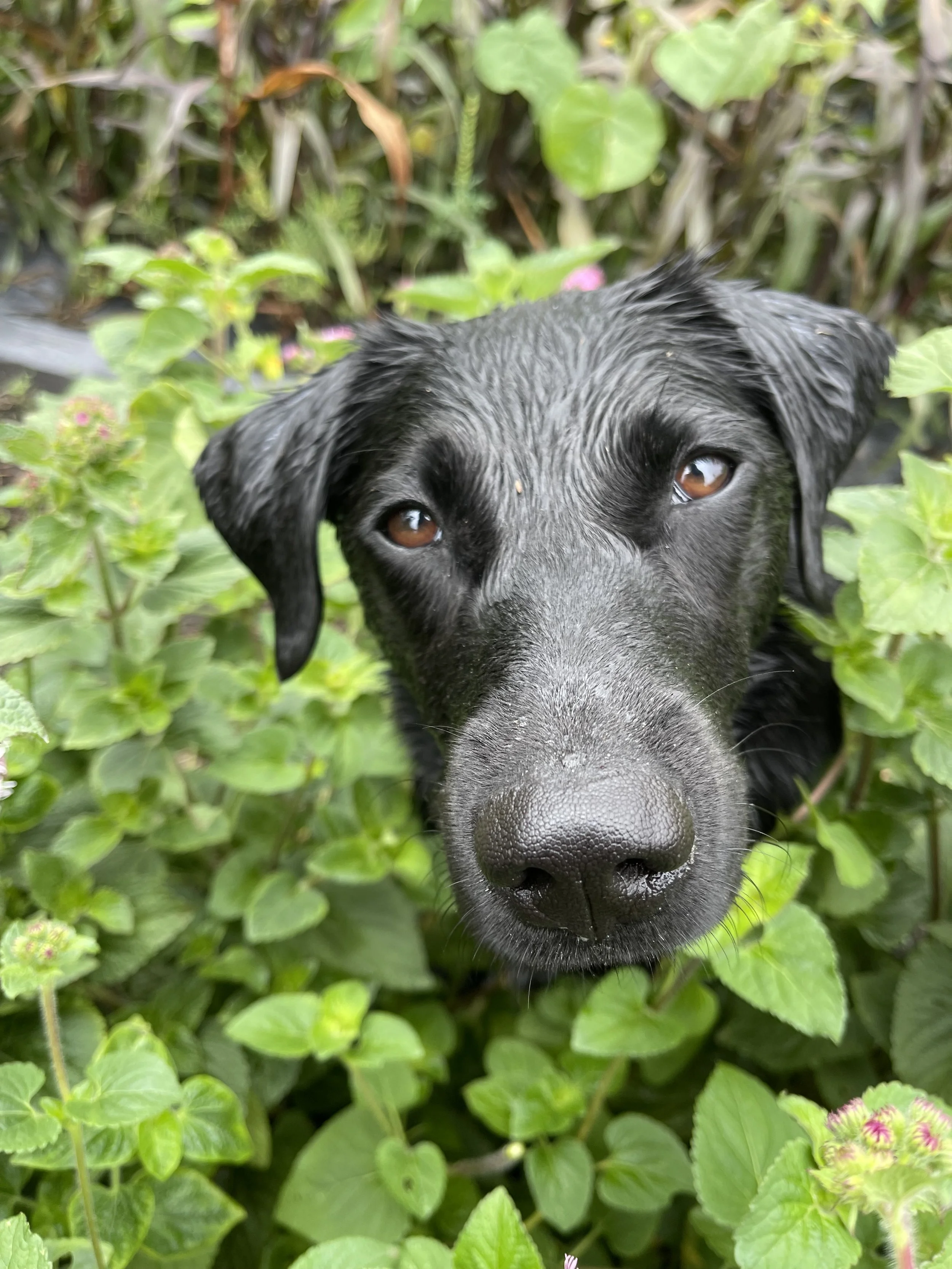 A black dog looking at you.