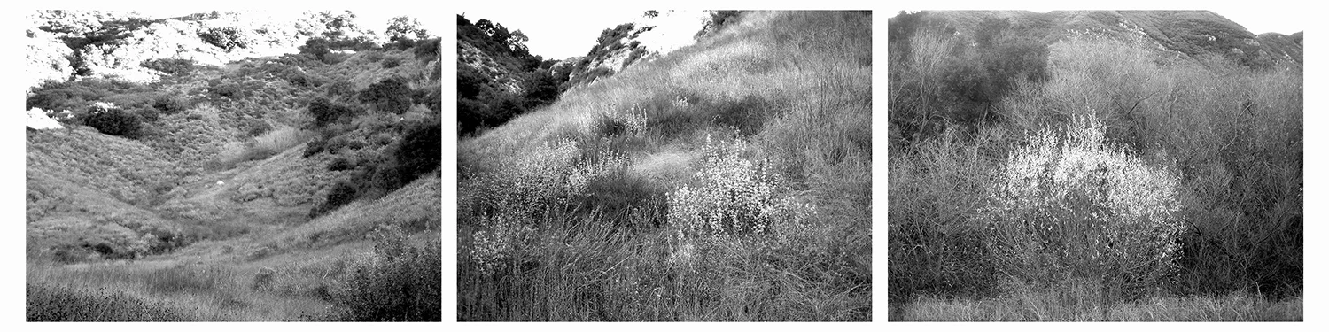 Malibu Canyon 2002