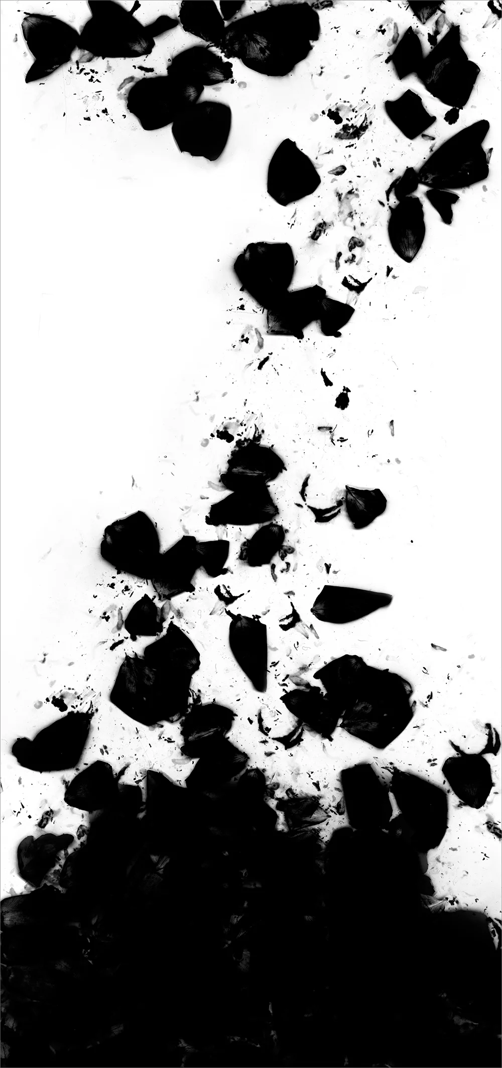 # 8 inkjet print , 90 x 44" 2009