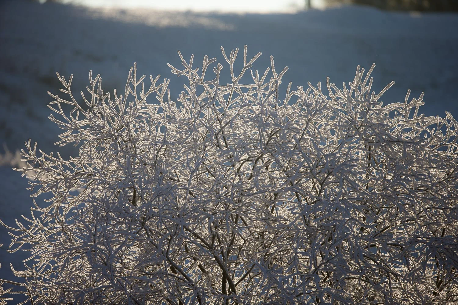 Rimfrost