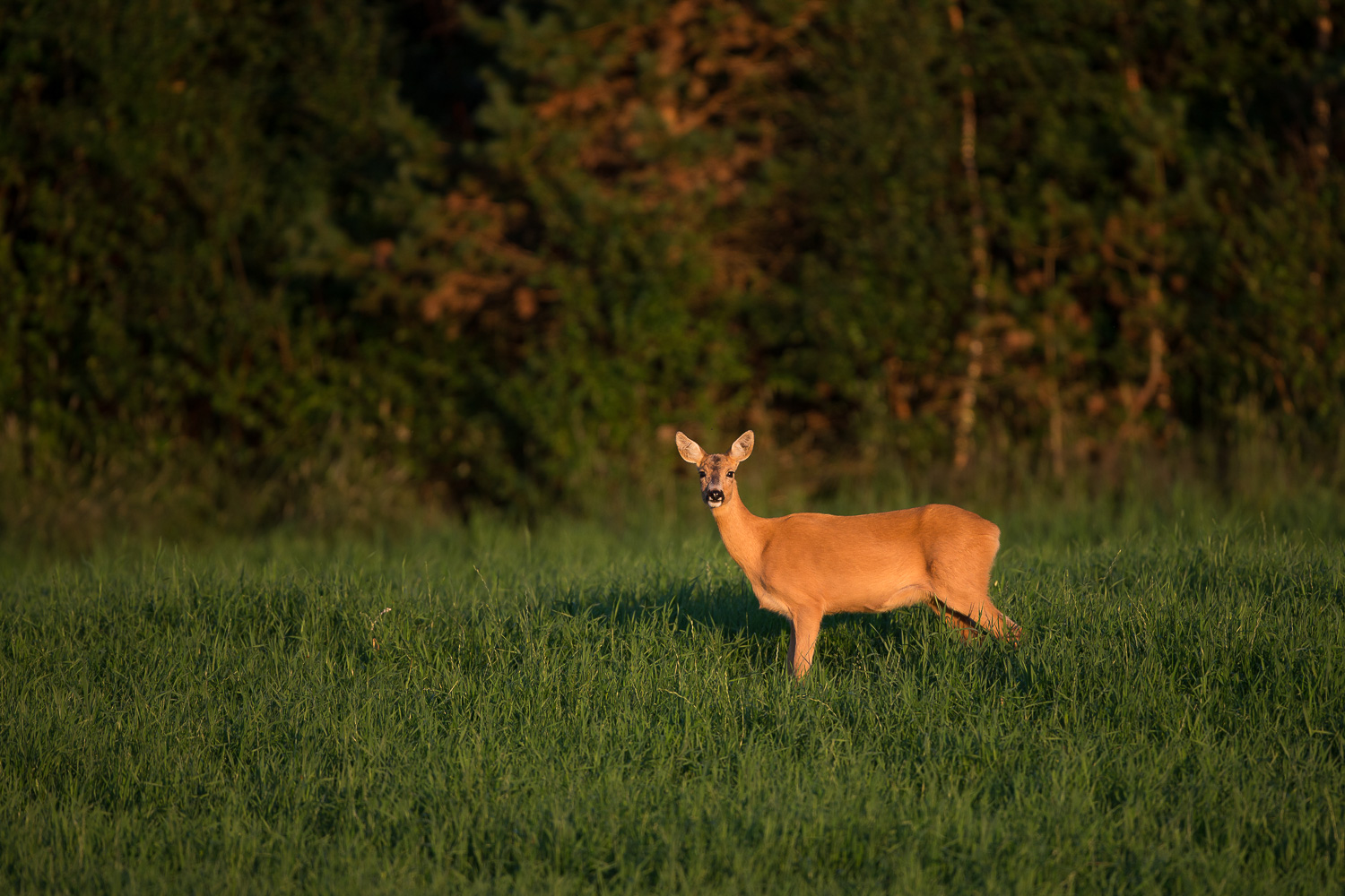Rågeit  i varmt kveldslys