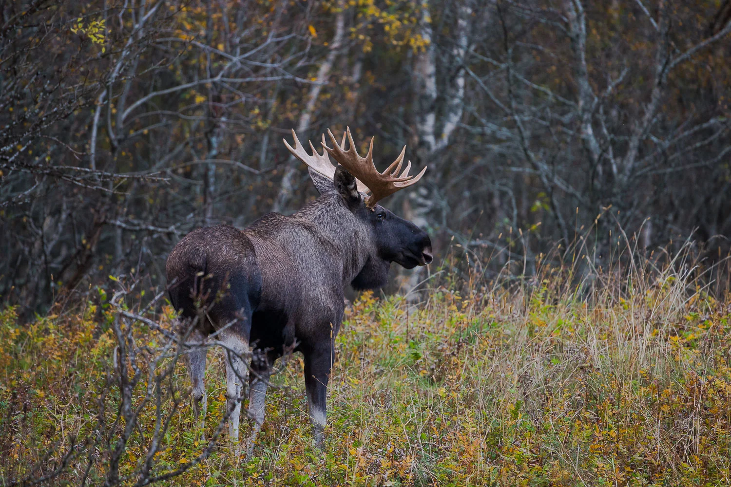 Selveste storoksen