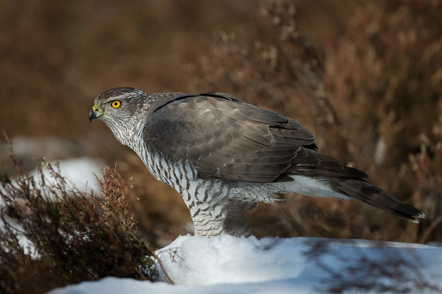 Hønsehauk i snø