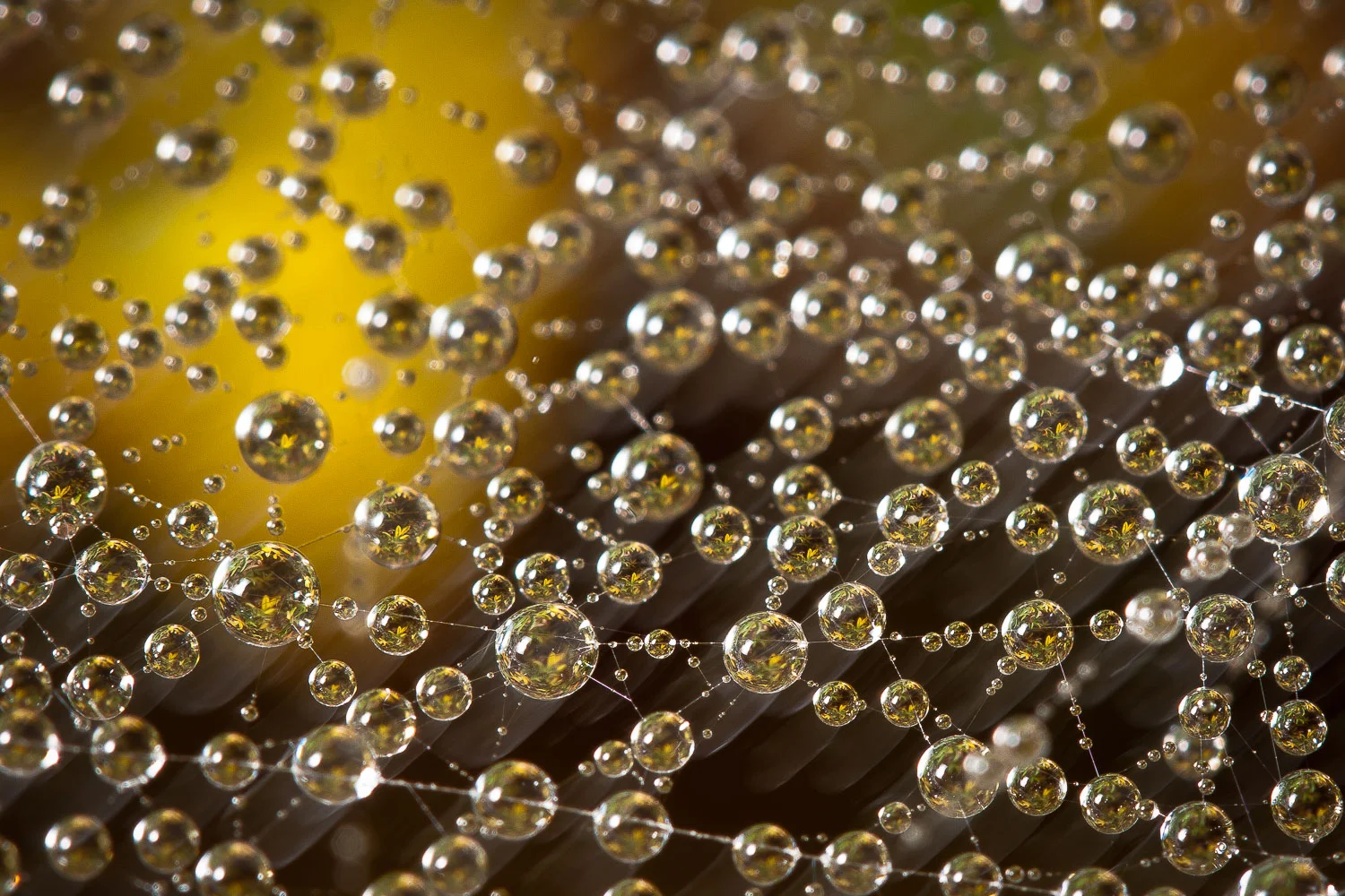  Morsomme motiver kan dukke opp på vei til postkassa.. 