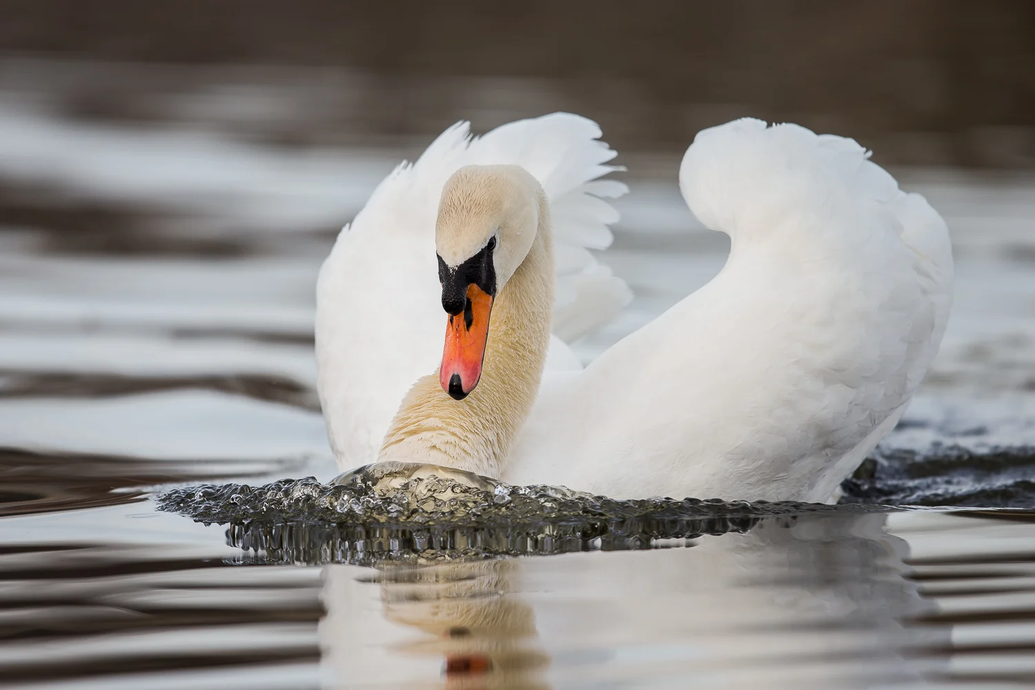 Knoppsvane i truepositur