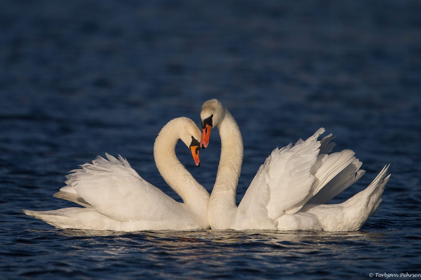 Knoppsvanepar i kurtise