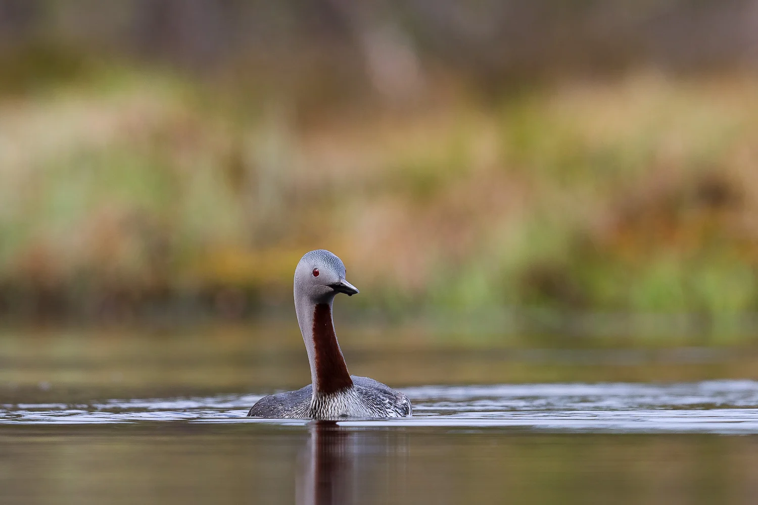 Smålomen strekker hals