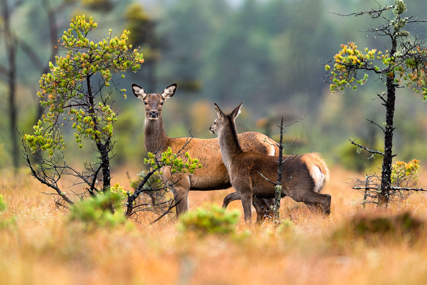 Skeptisk mor kikker på fotografen