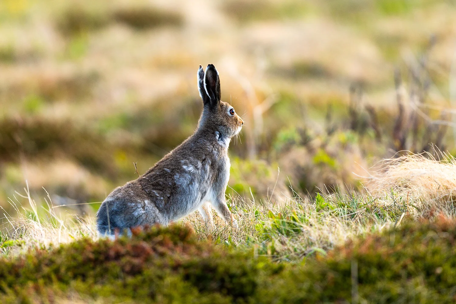 Hare