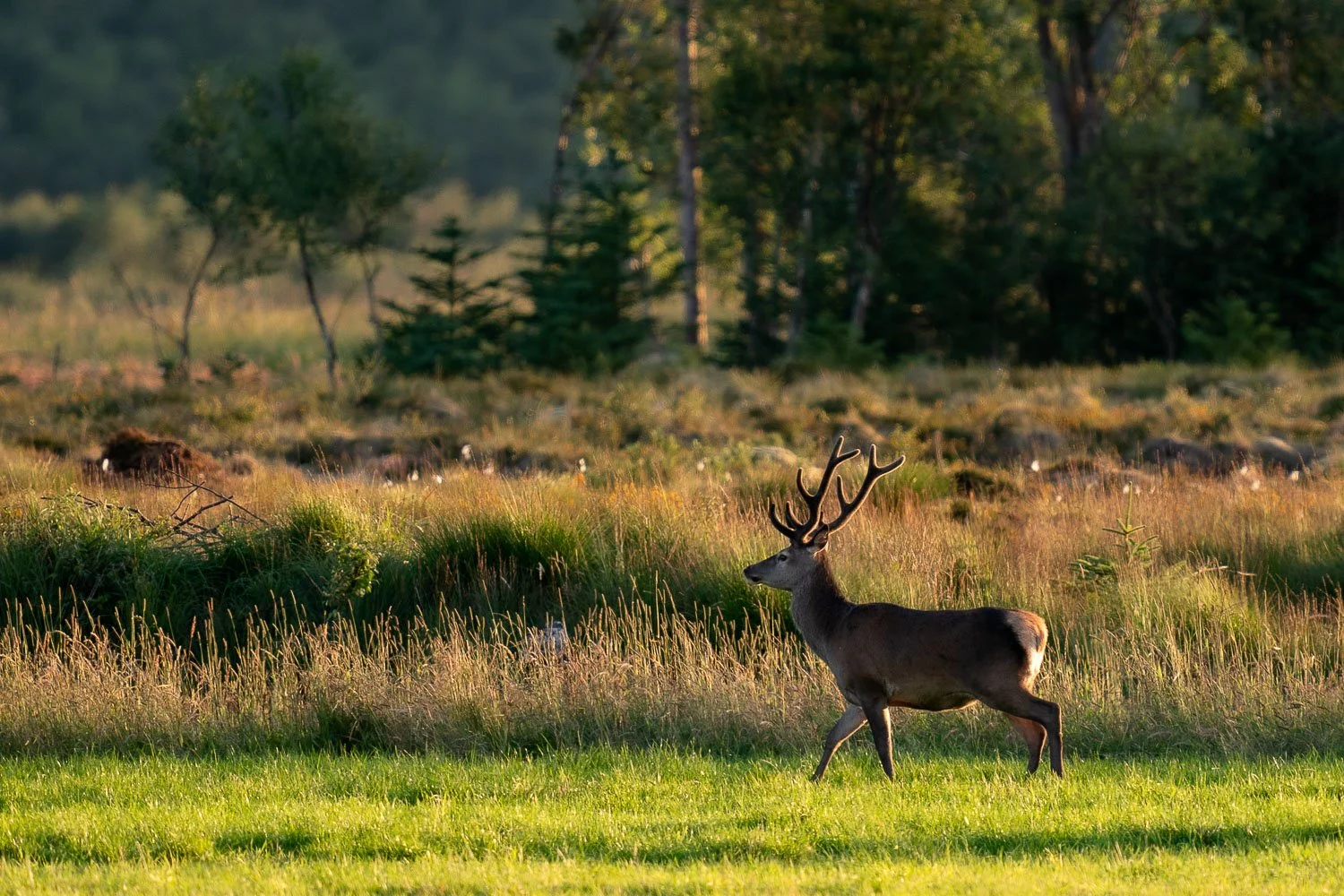 _DSC7555.jpg