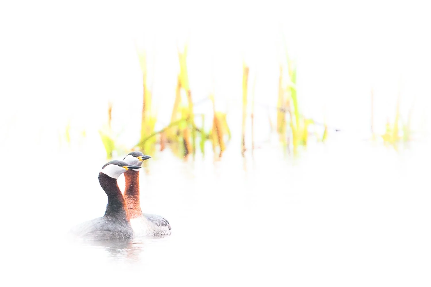 0902Hor  (6 of 26).jpg