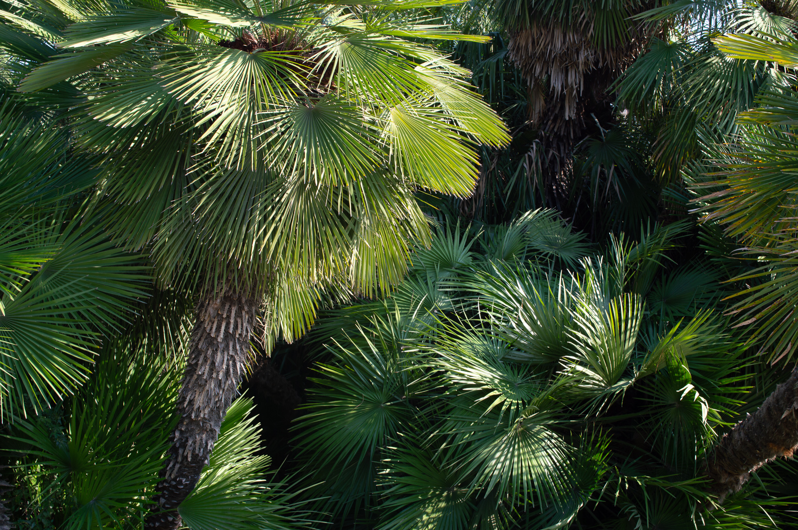 DSC_0962_web.jpg
