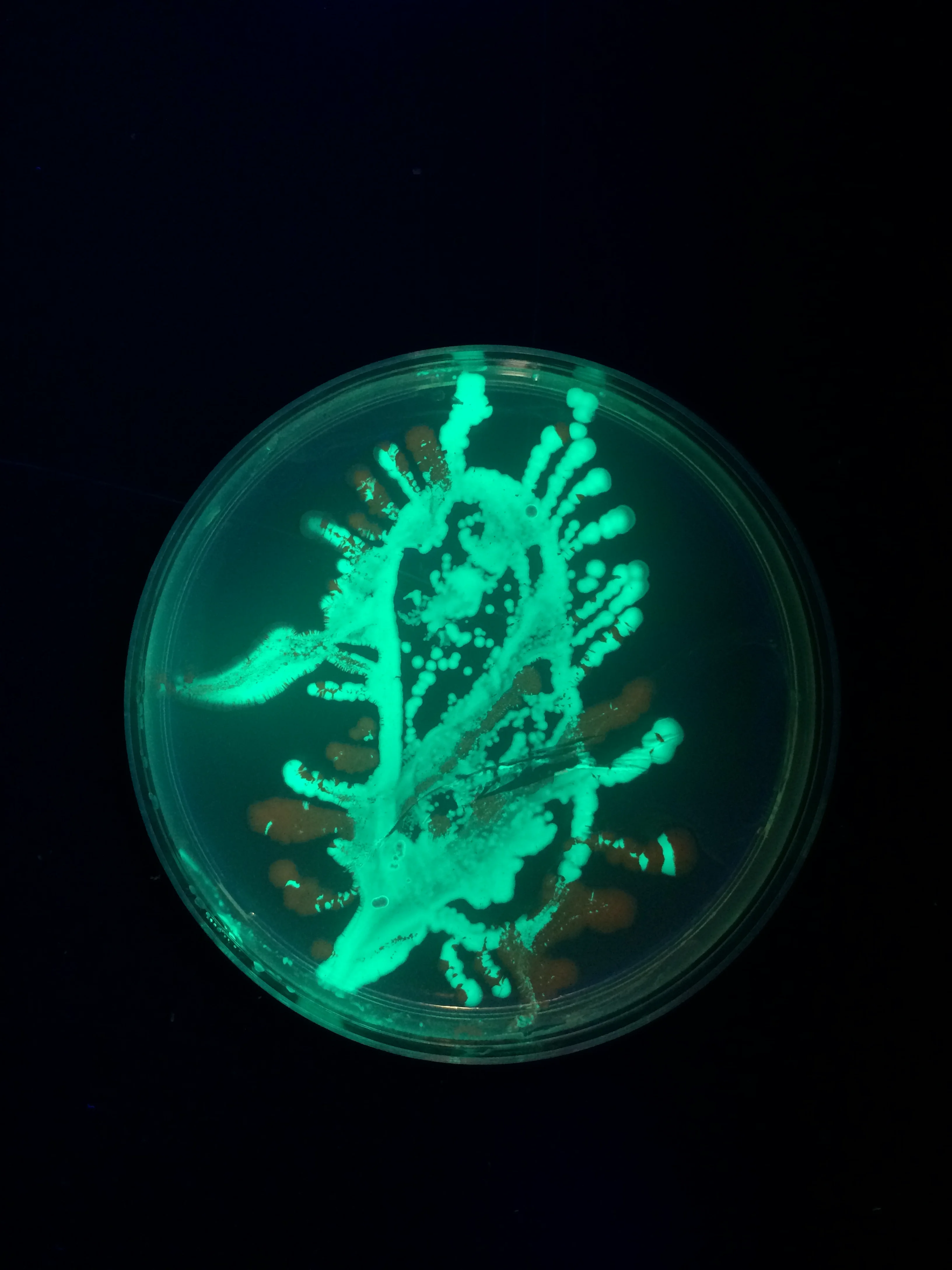 Portrait of 'Escherichia Coli'  00 