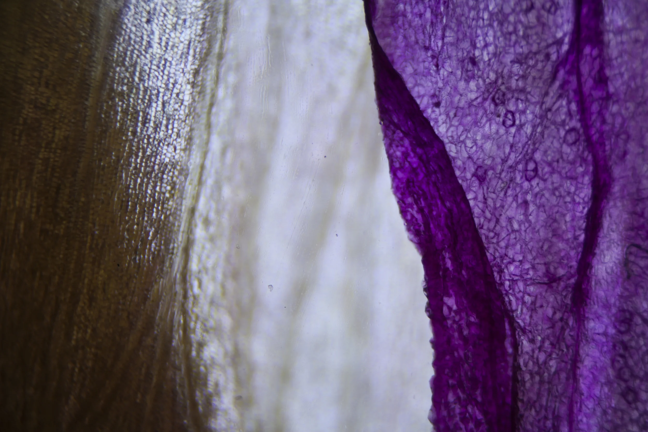 Life Textures/Calla Lily/Rose, Digital Print, 2015