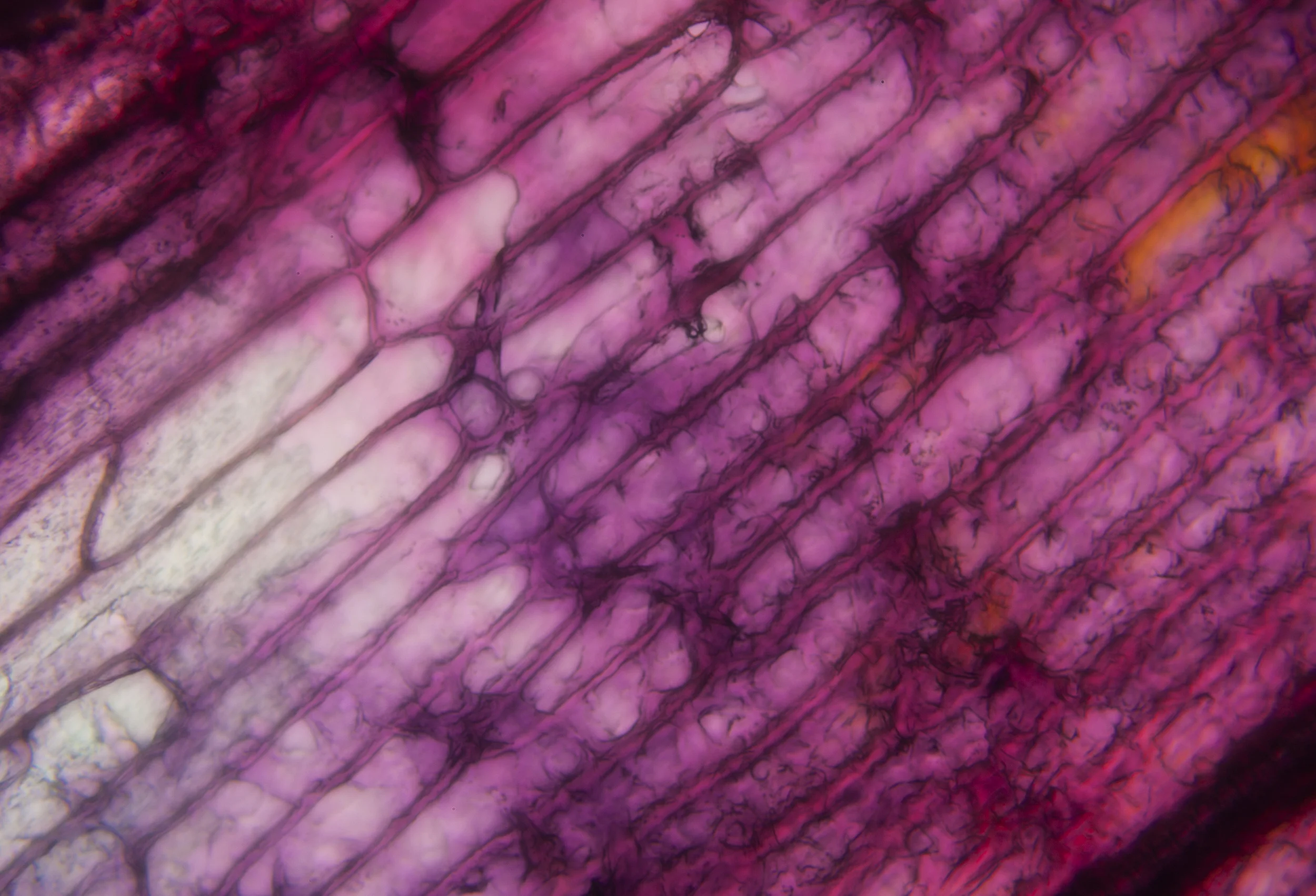 LIFE TEXTURES/TULIP 0.2, digital print, 2016