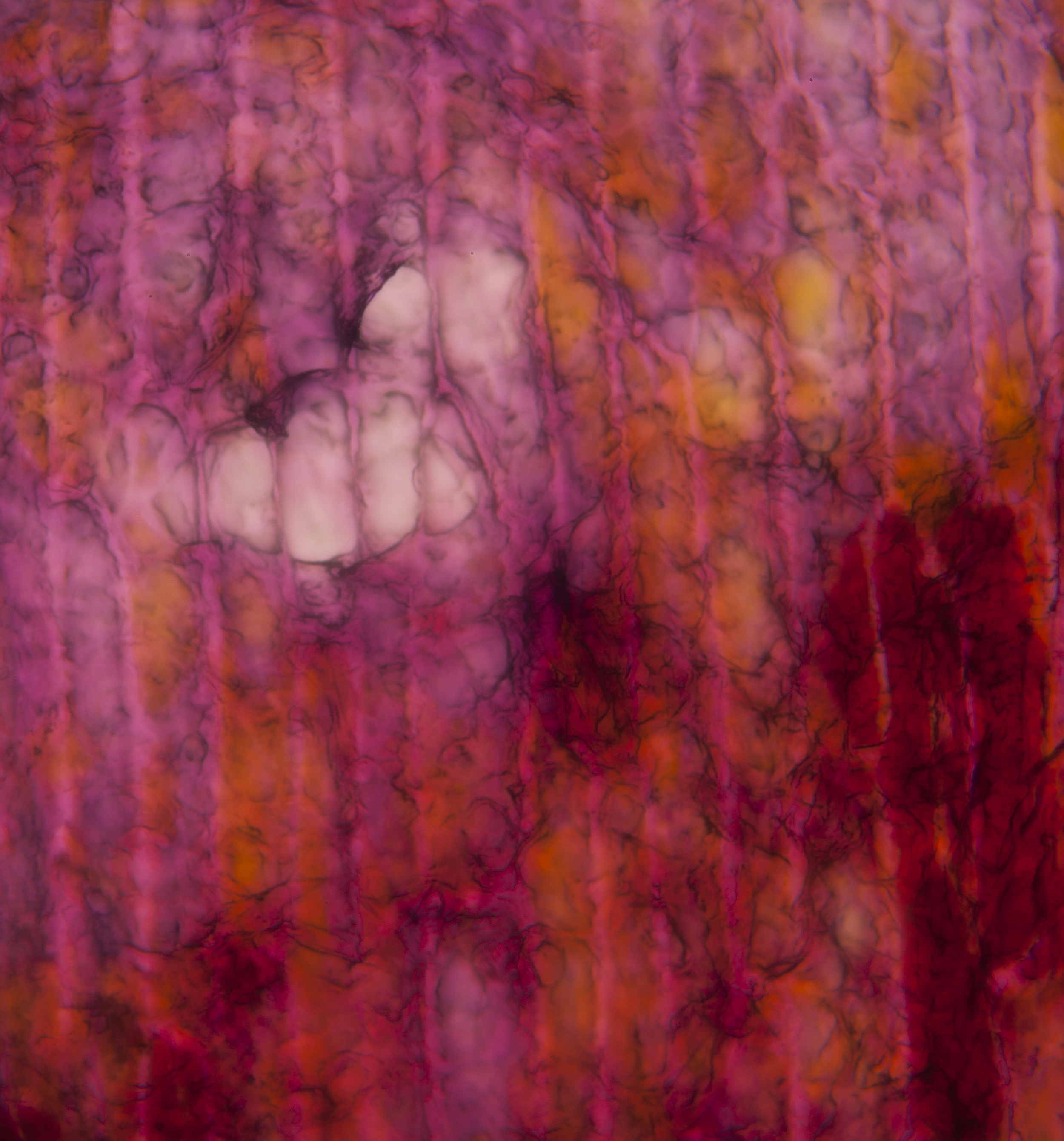 LIFE TEXTURES/TULIP 0.5, digital print, 2016