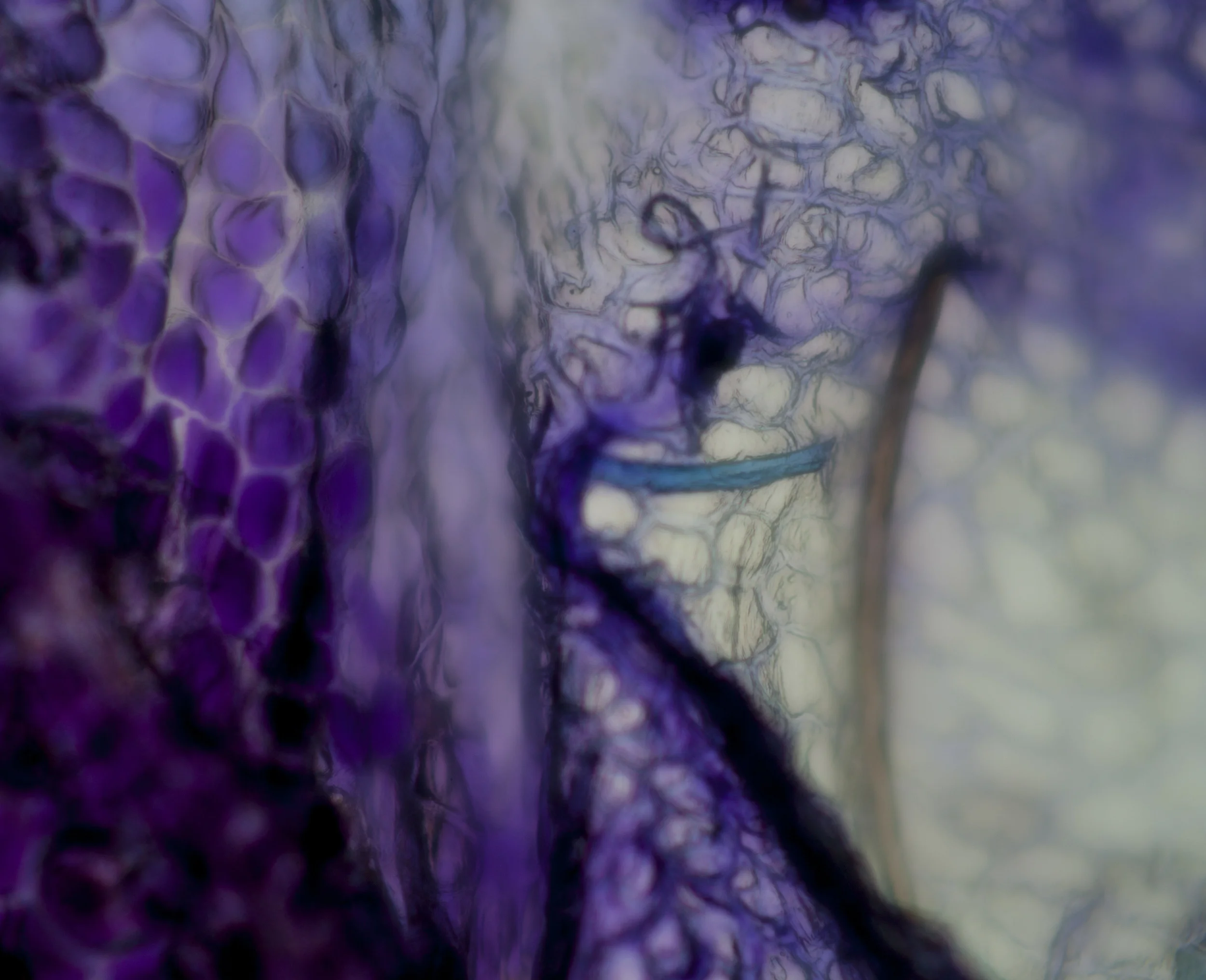 LIFE TEXTURES/IRIS 0.2, DIGITAL PRINT, 2016