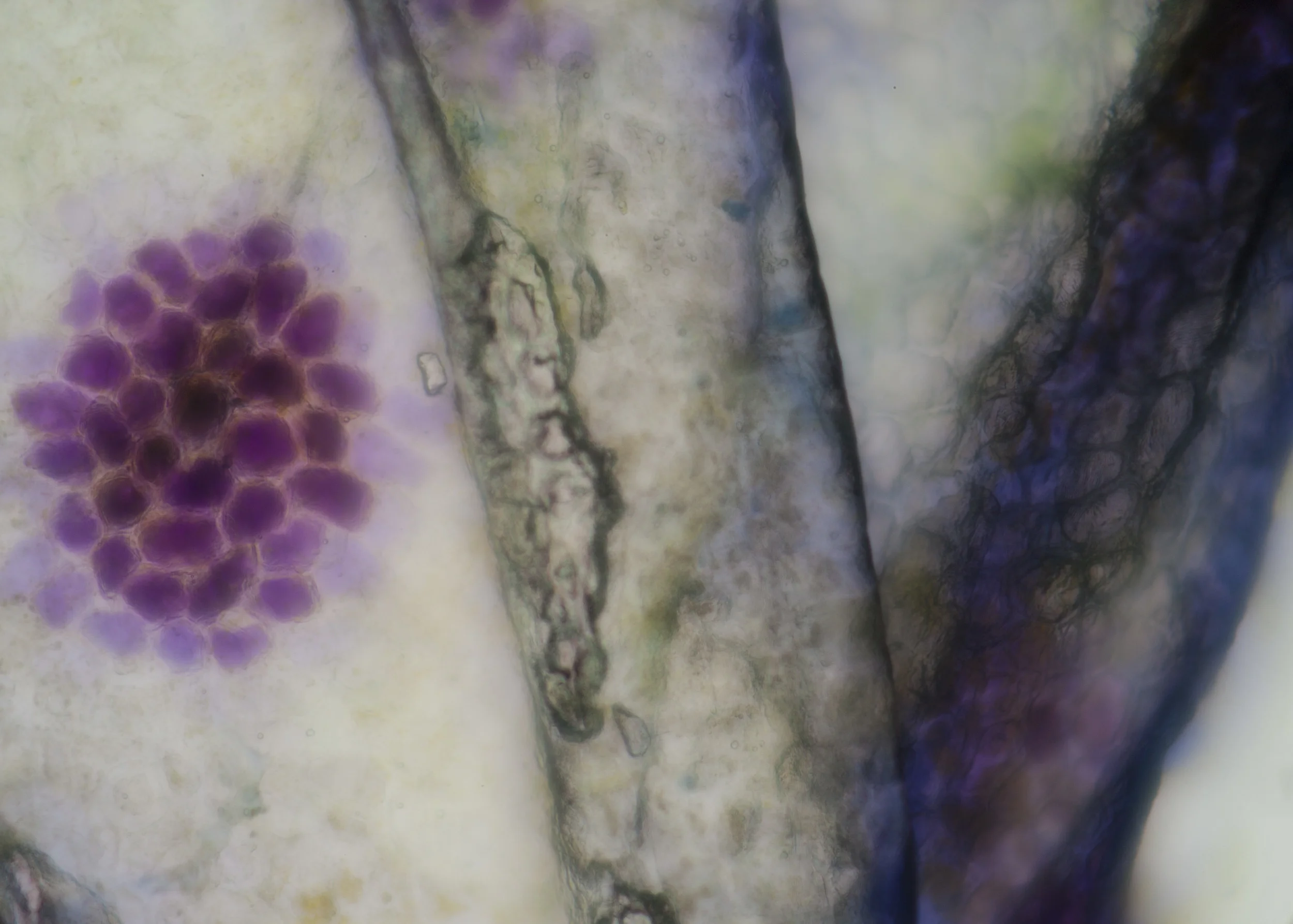 LIFE TEXTURES/IRIS 0.1, DIGITAL PRINT, 2016