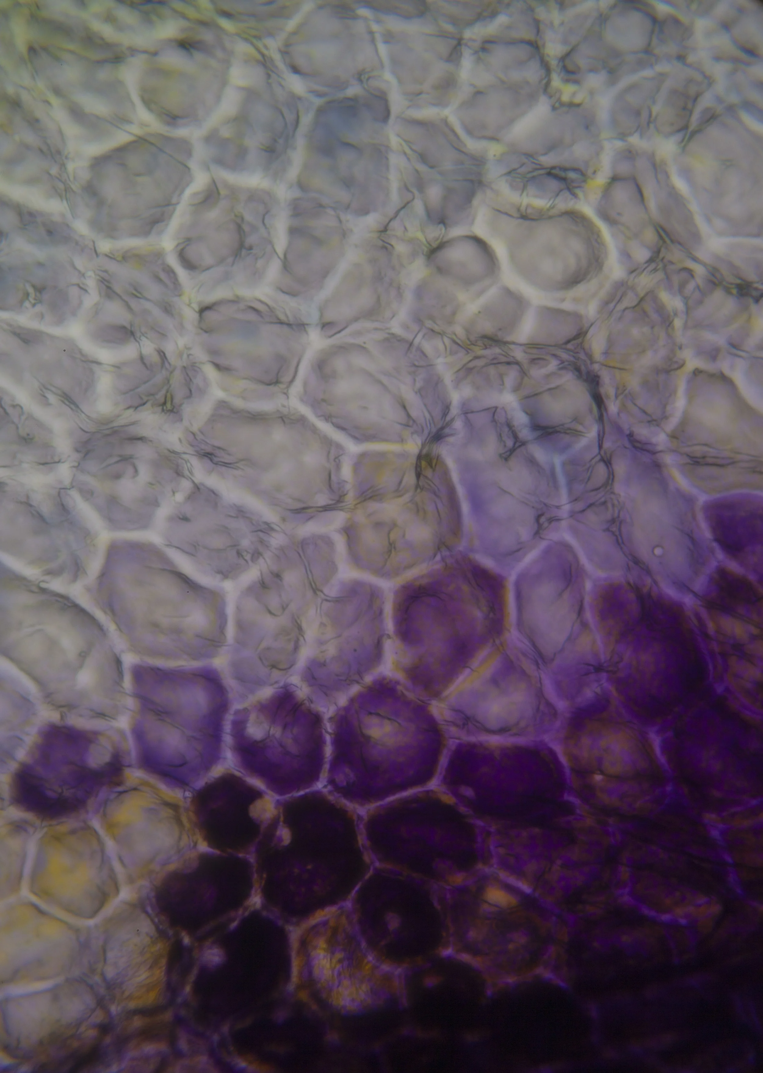 LIFE TEXTURES/IRIS 0.4, DIGITAL PRINT, 2016