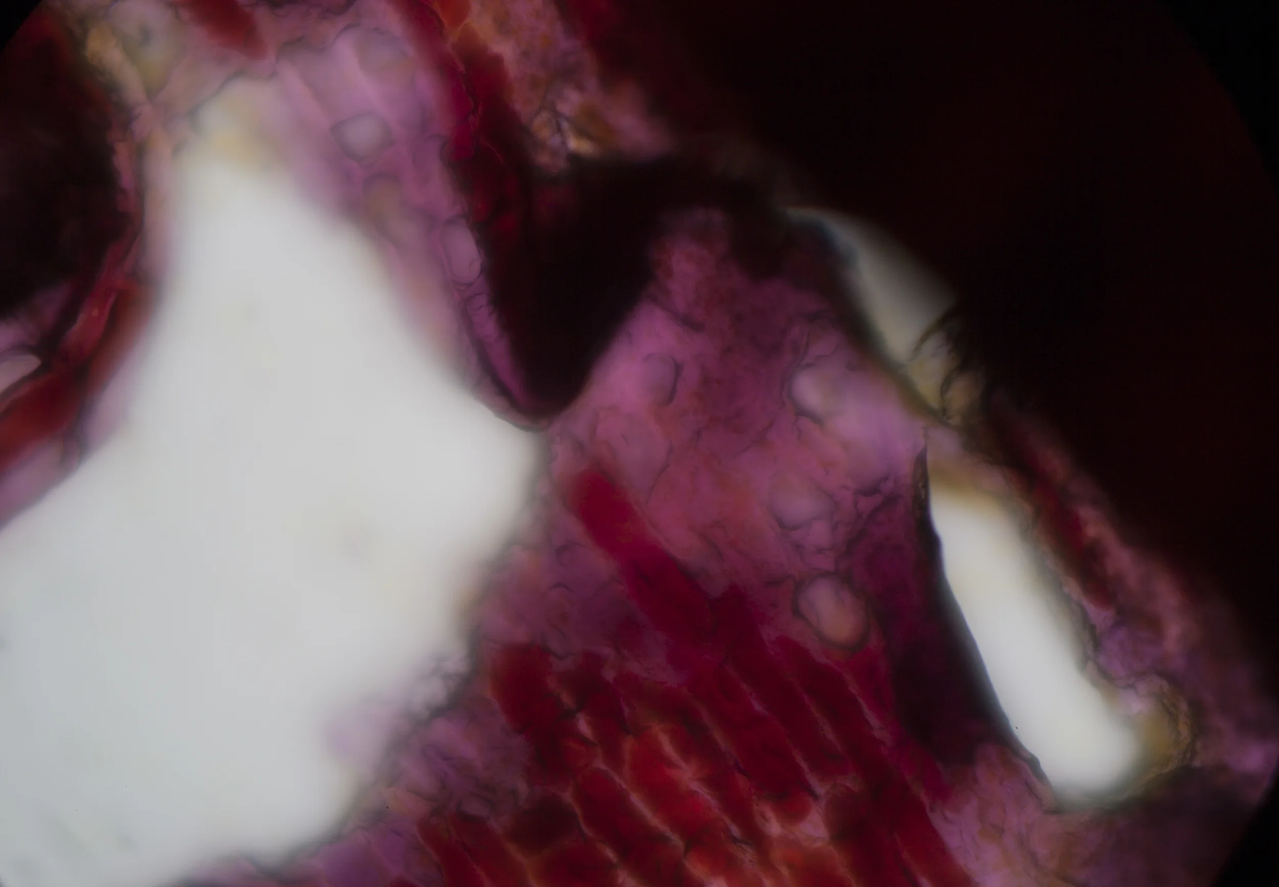 LIFE TEXTURES/TULIP 0.4, digital print, 2016