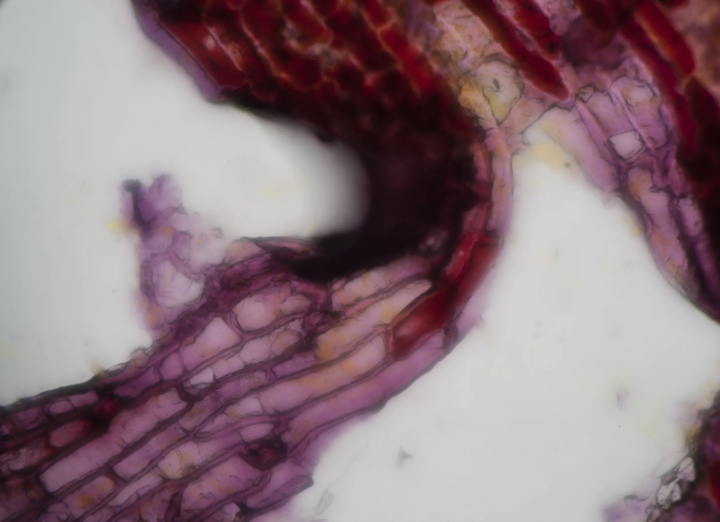 LIFE TEXTURES/MAGNOLIA/TULIP, DIGITAL PRINT, 2016