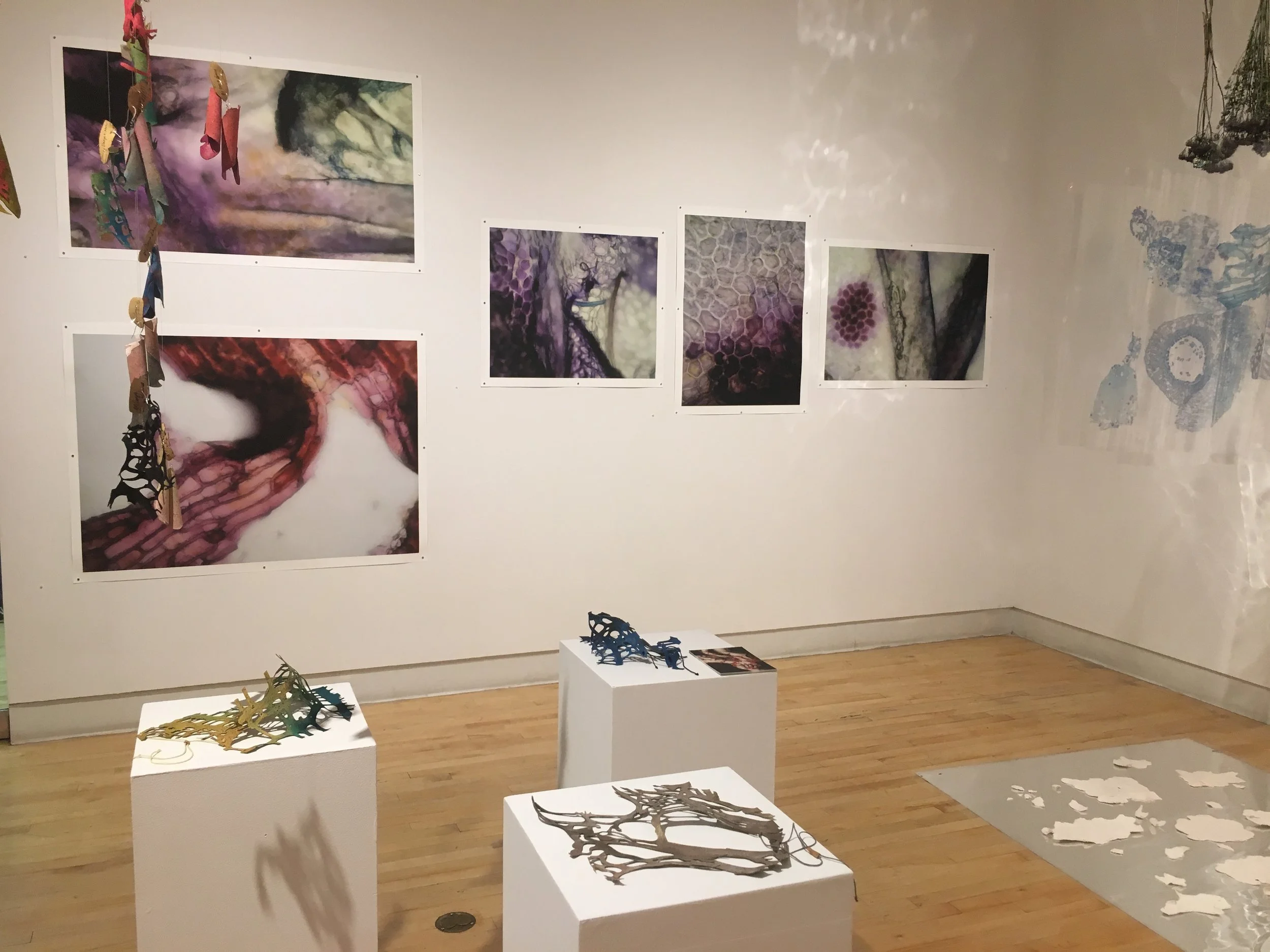 The Biophilia Hypothesis