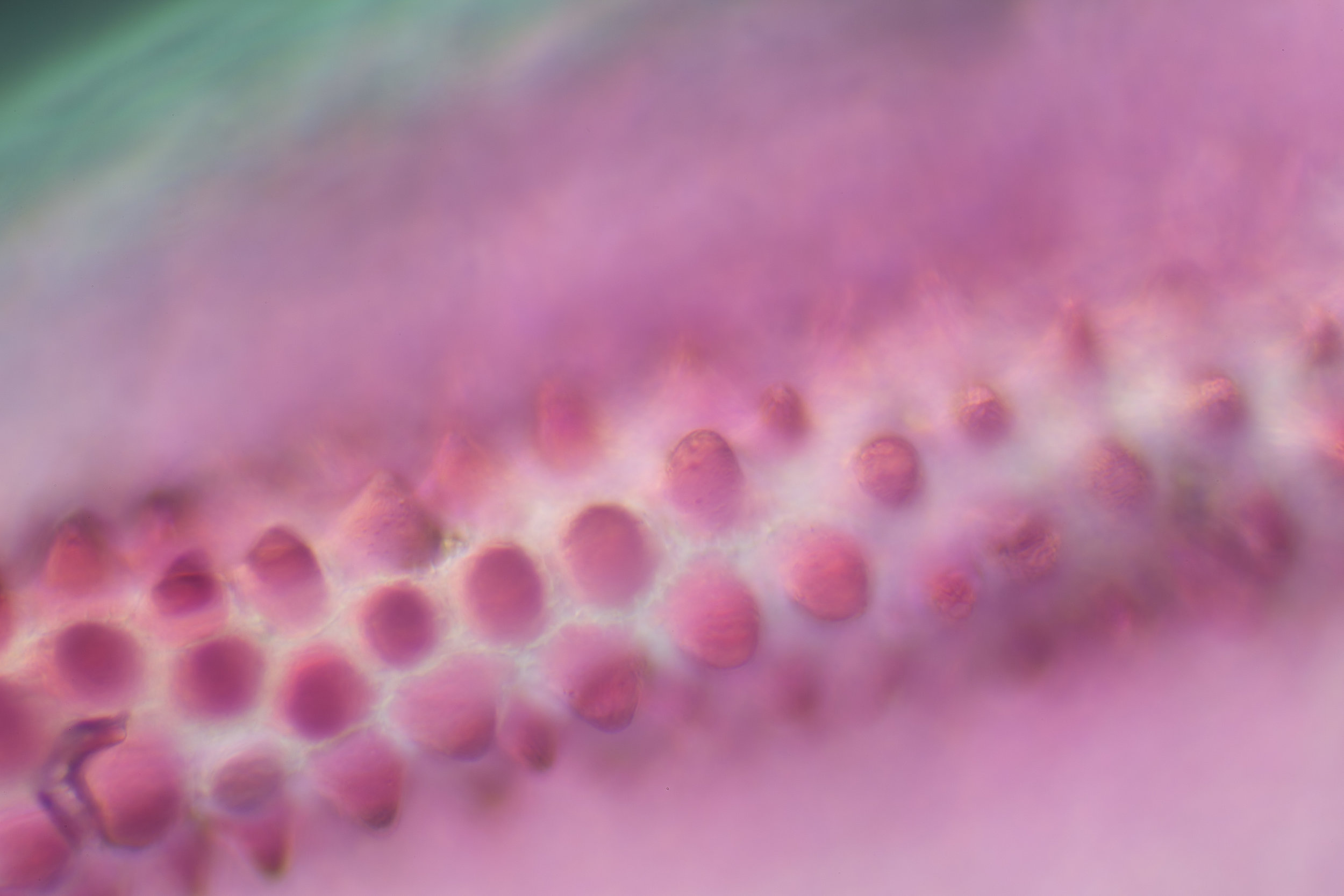 Life Textures/Impatiens 0.1, digital print, 2016