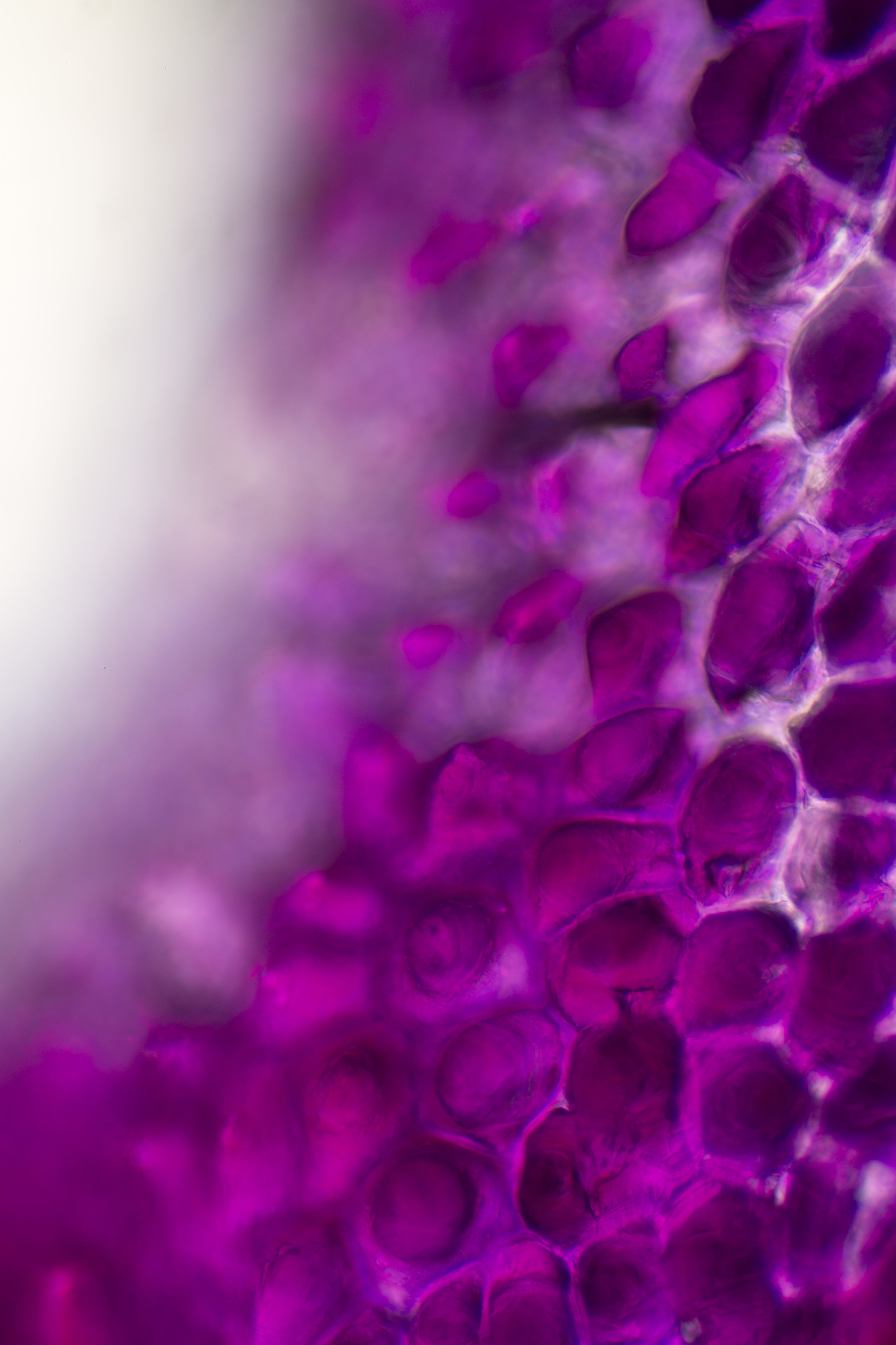 Life Textures/Purple Denrobium 0.1 (diptych-right), digital print, 2016
