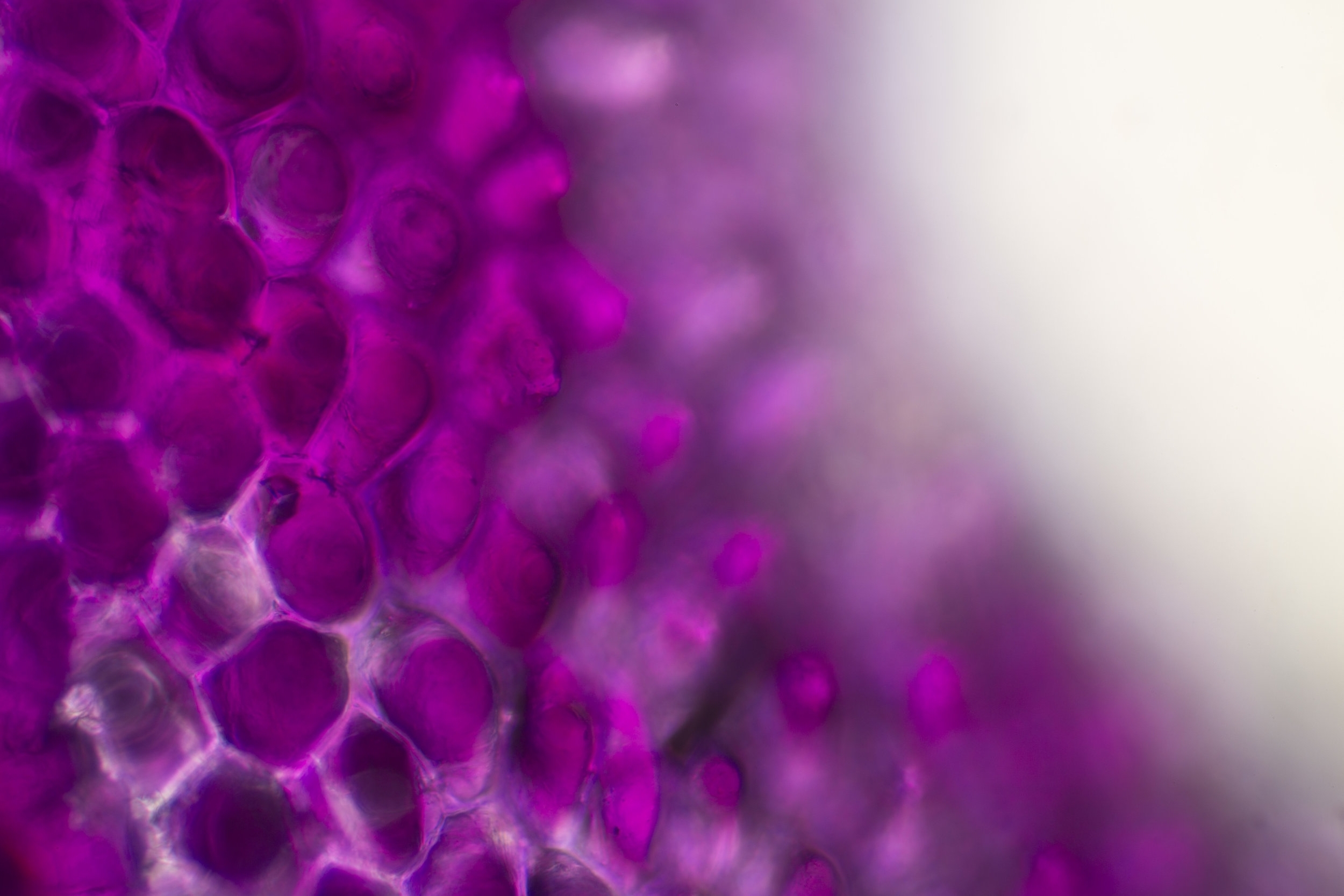 Life Textures/Purple Denrobium 0.1 (diptych-left ), digital print, 2016