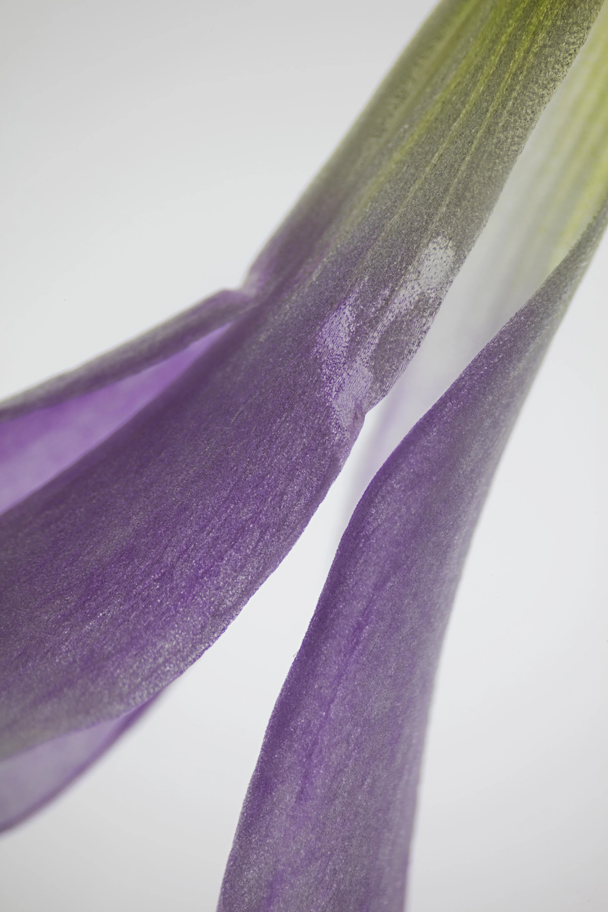 LifeTextures/Oxalis 0.3, digital print, 2017