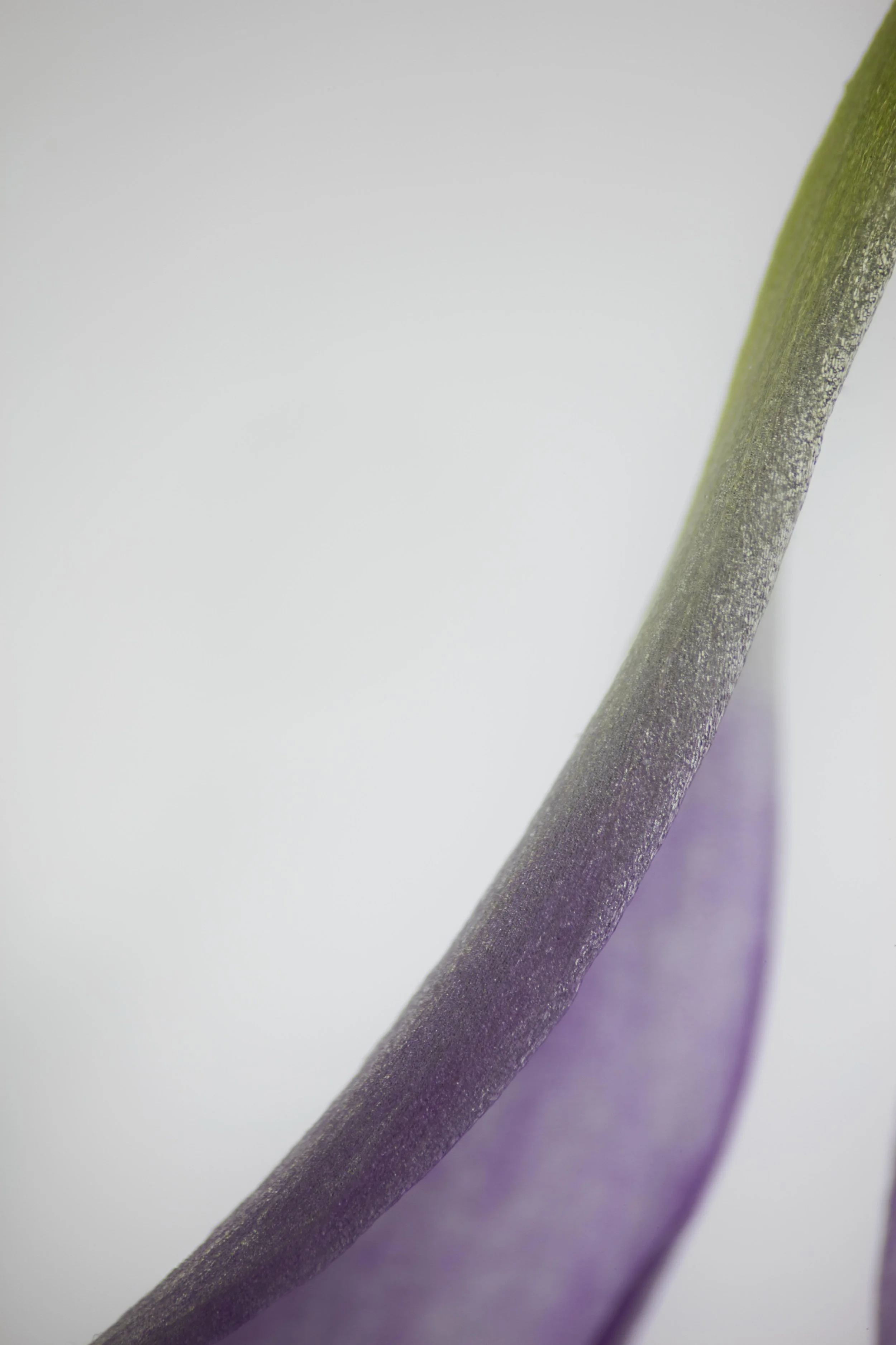 LifeTextures/Oxalis 0.4, digital print, 2017