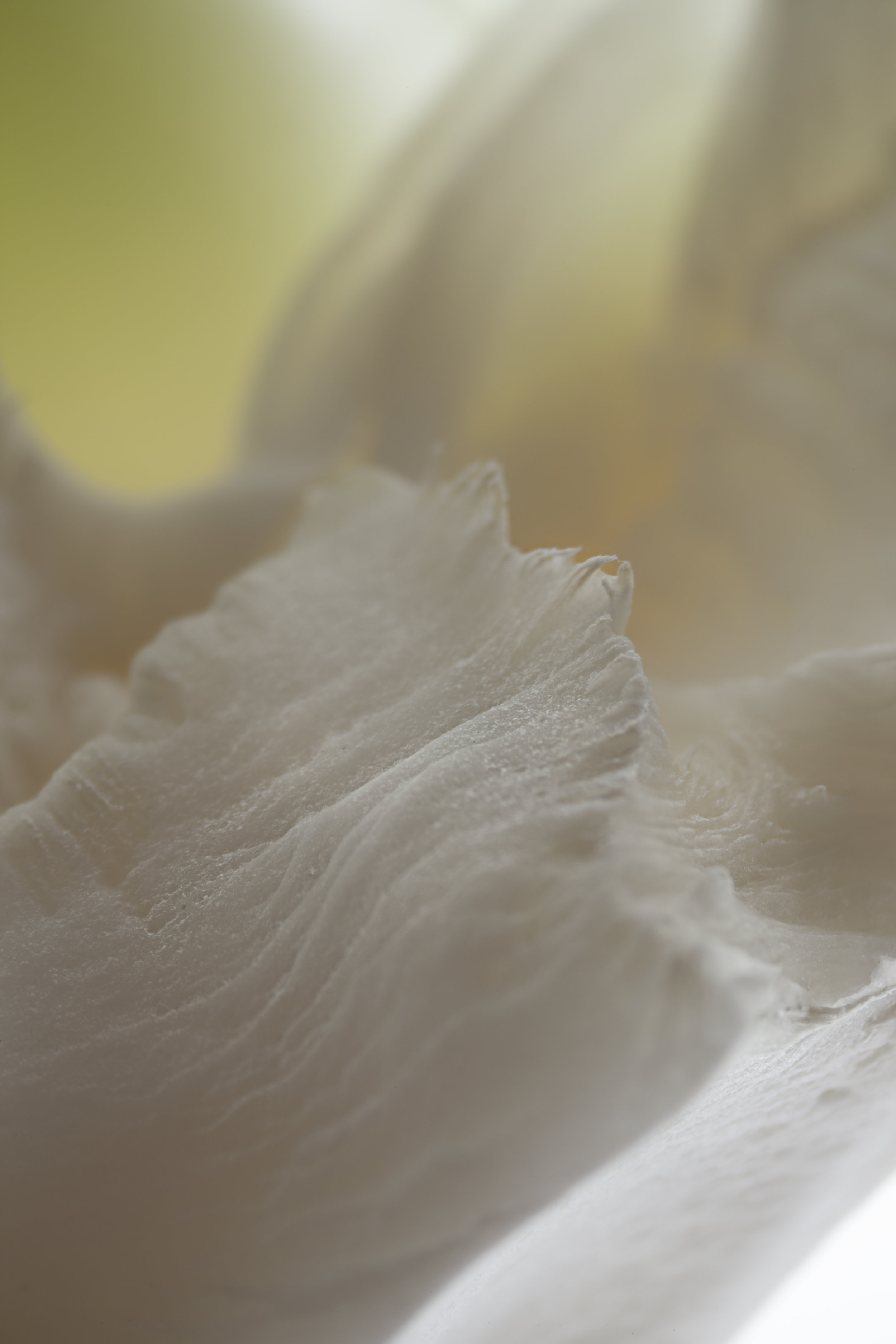 LifeTextures/Cauliflower 0.2, digital print, 2017