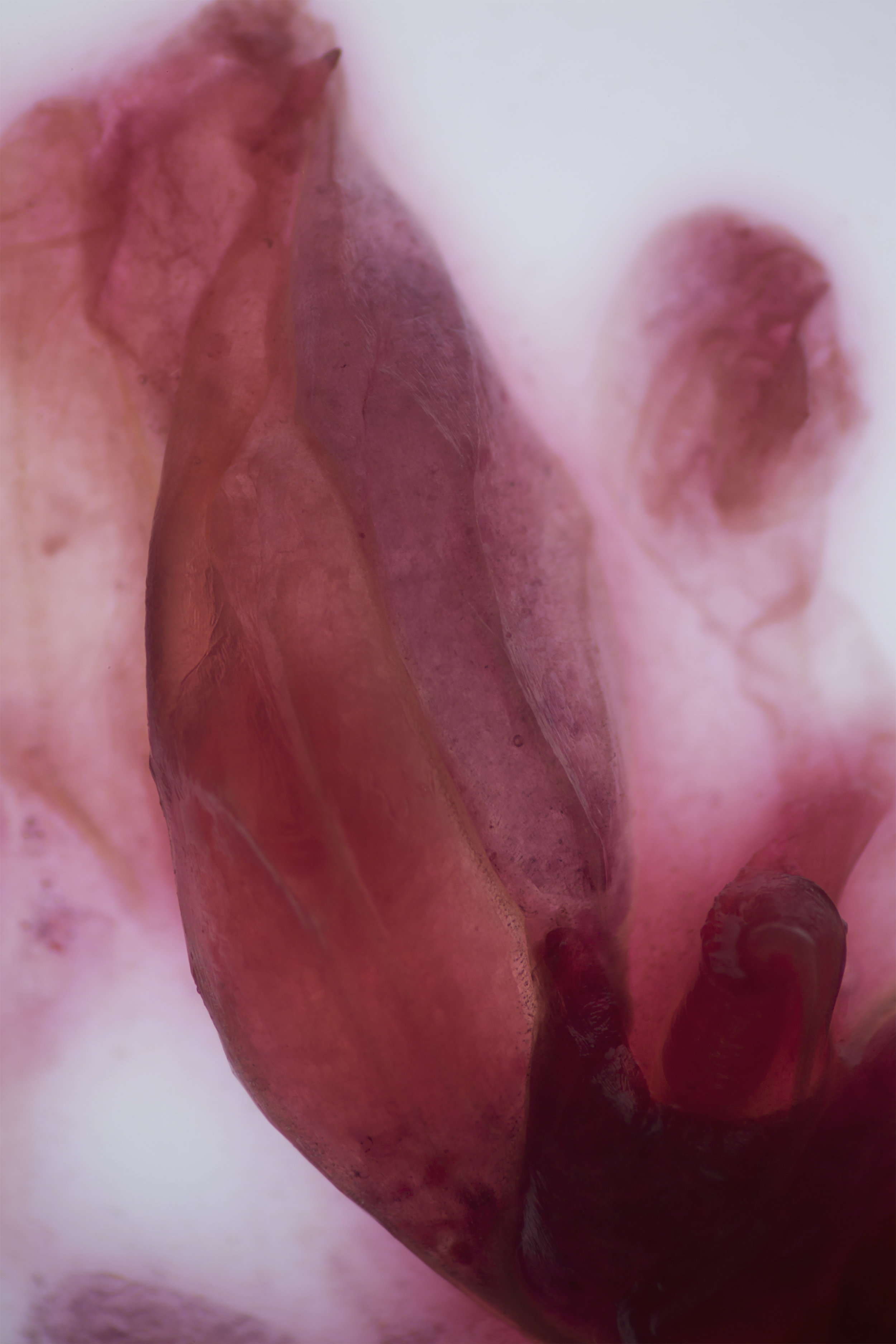 LifeTextures/Blood Orange 0.2, digital print, 2017