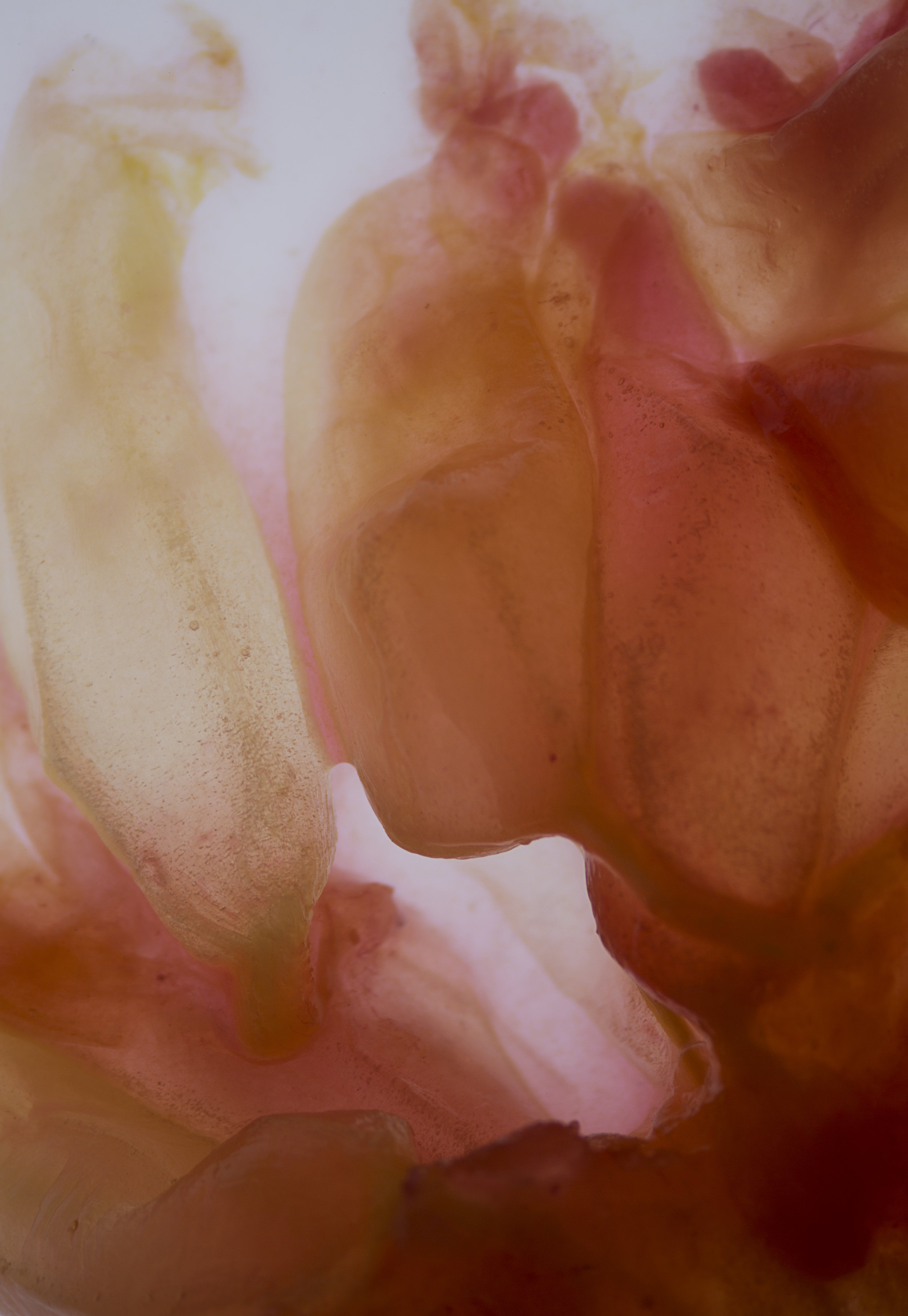 LifeTextures/Blood Orange 0.3, digital print, 2017